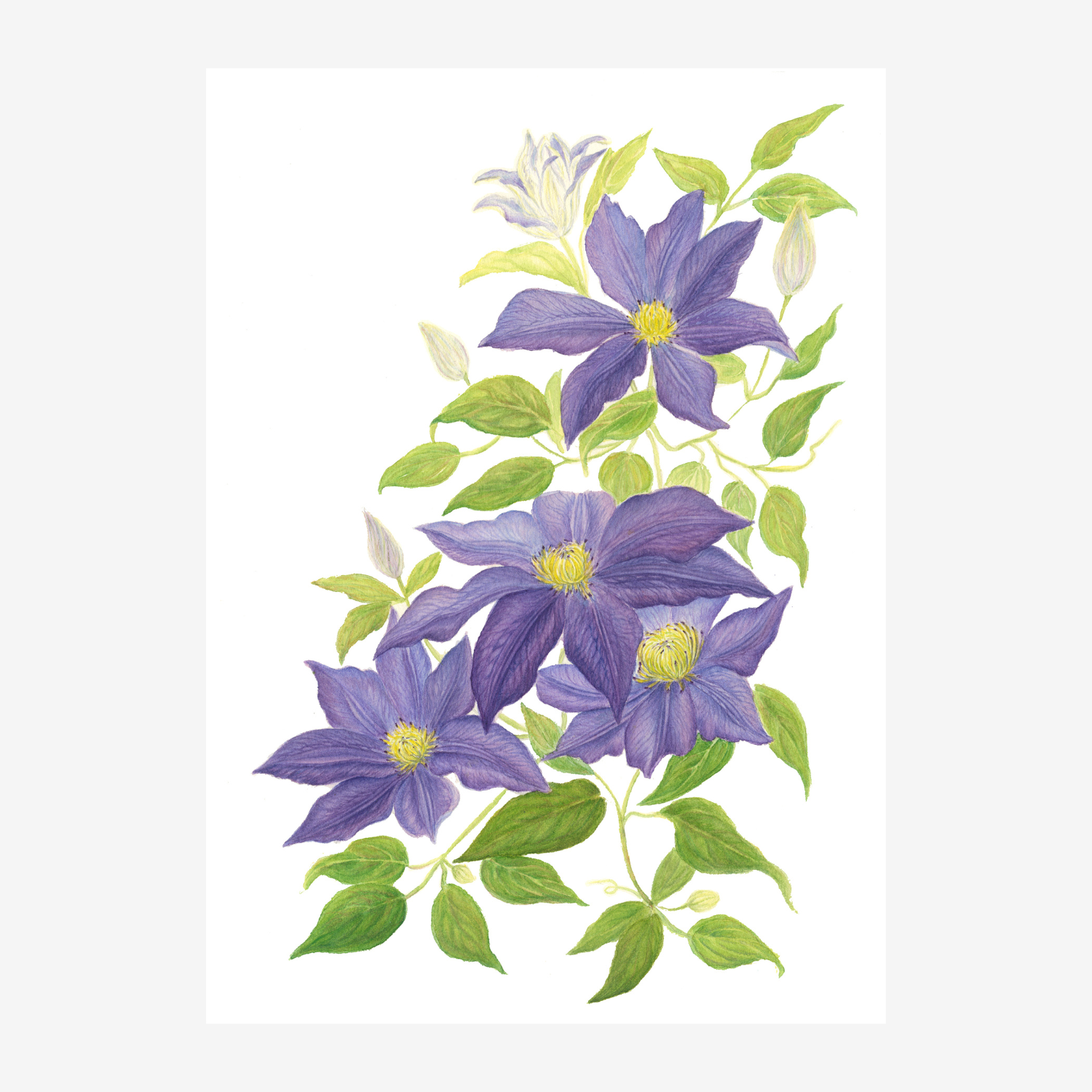 Purple Clematis Botanical Print – Watercolour Flower Art | Giclée Fine Art Print