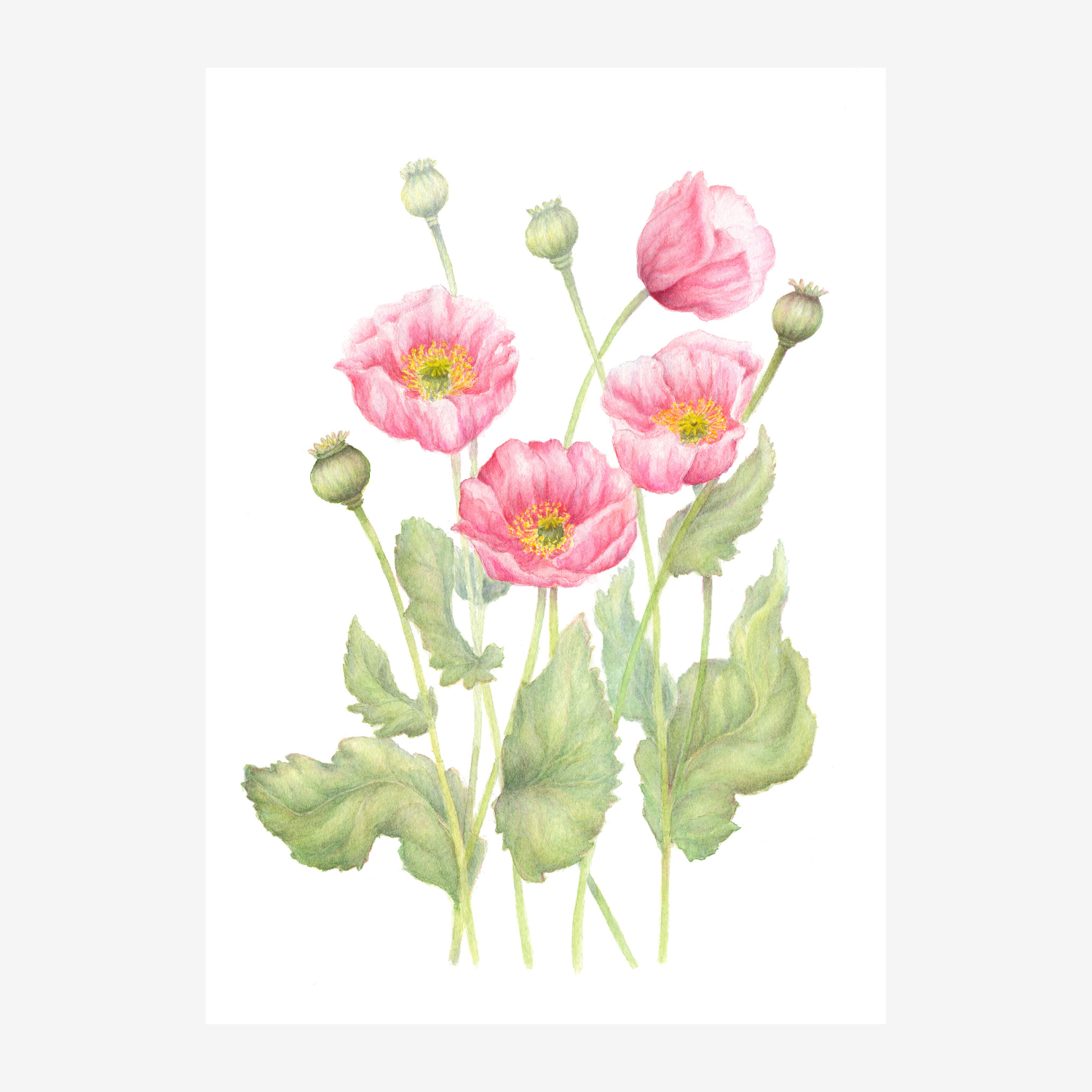 Pink Opium Poppy Botanical Print – Vintage Watercolour Flower Art | Poison Garden Collection |  Giclée print