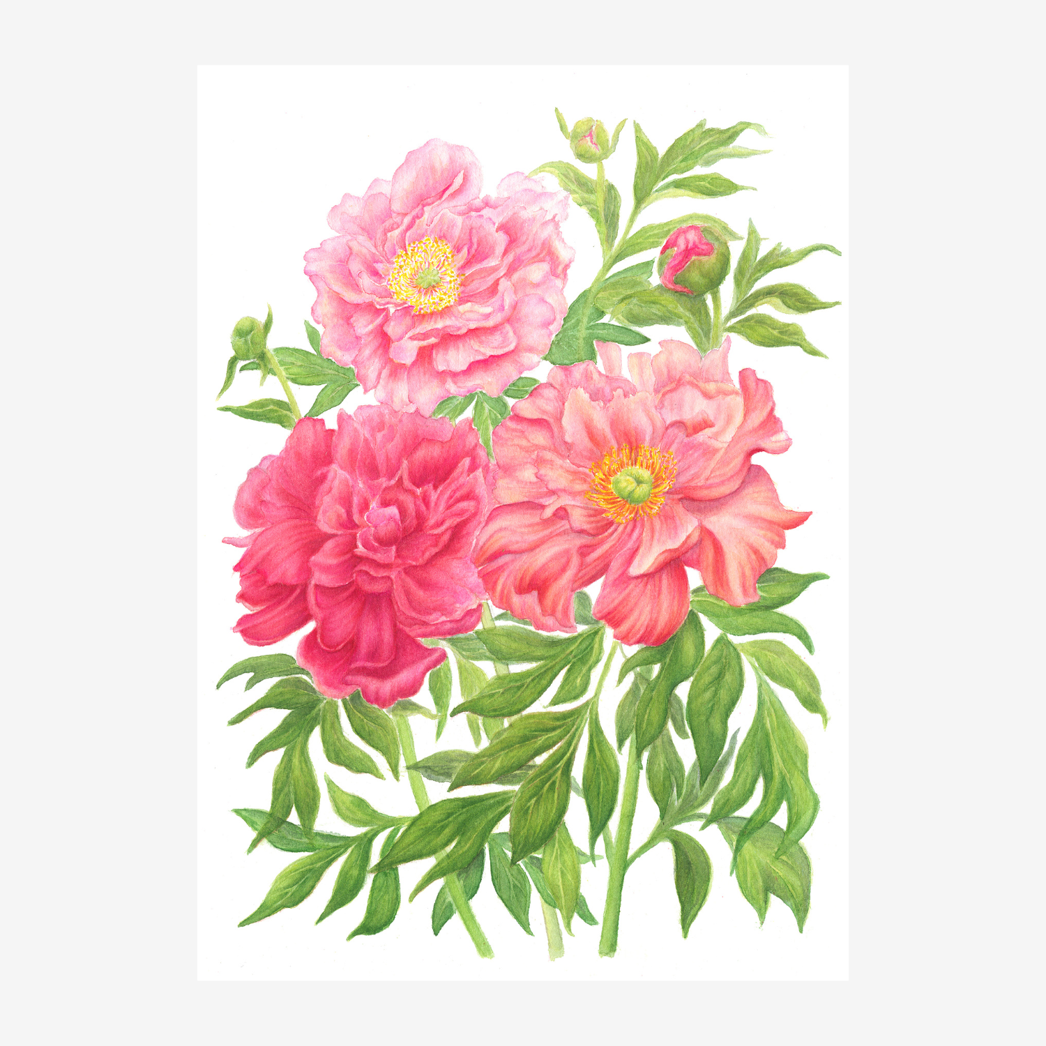 Peony trio grey background.png