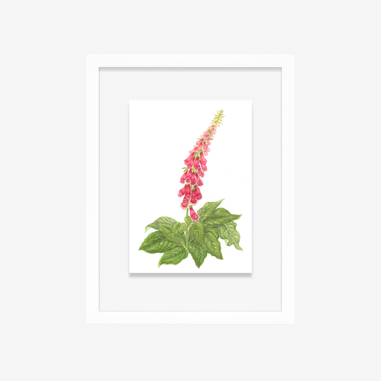 Digitalis in white frame.png