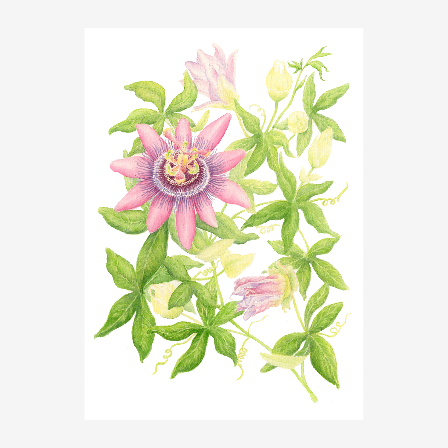 Pink Passionflower Botanical Print (Passiflora) – Limited Edition Giclée | Poison Garden Collection
