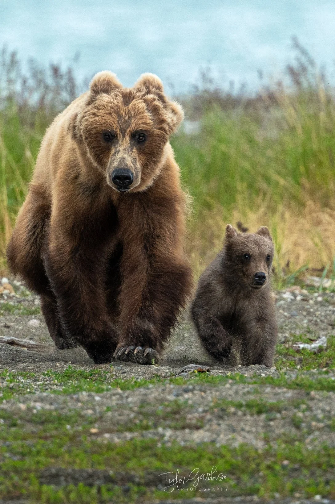 Mother and cub.jpg