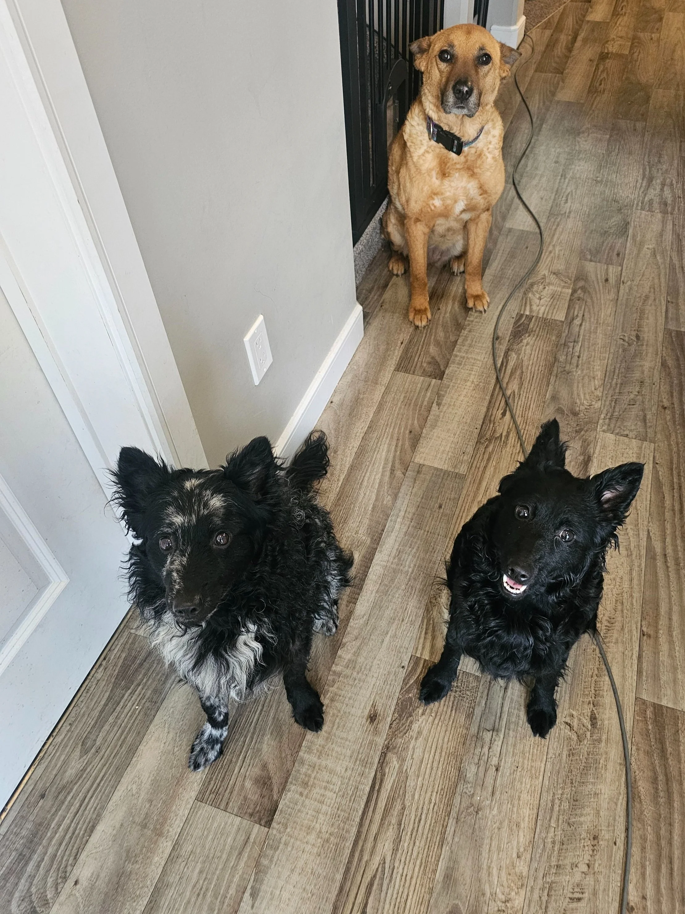 They lined up themselves!