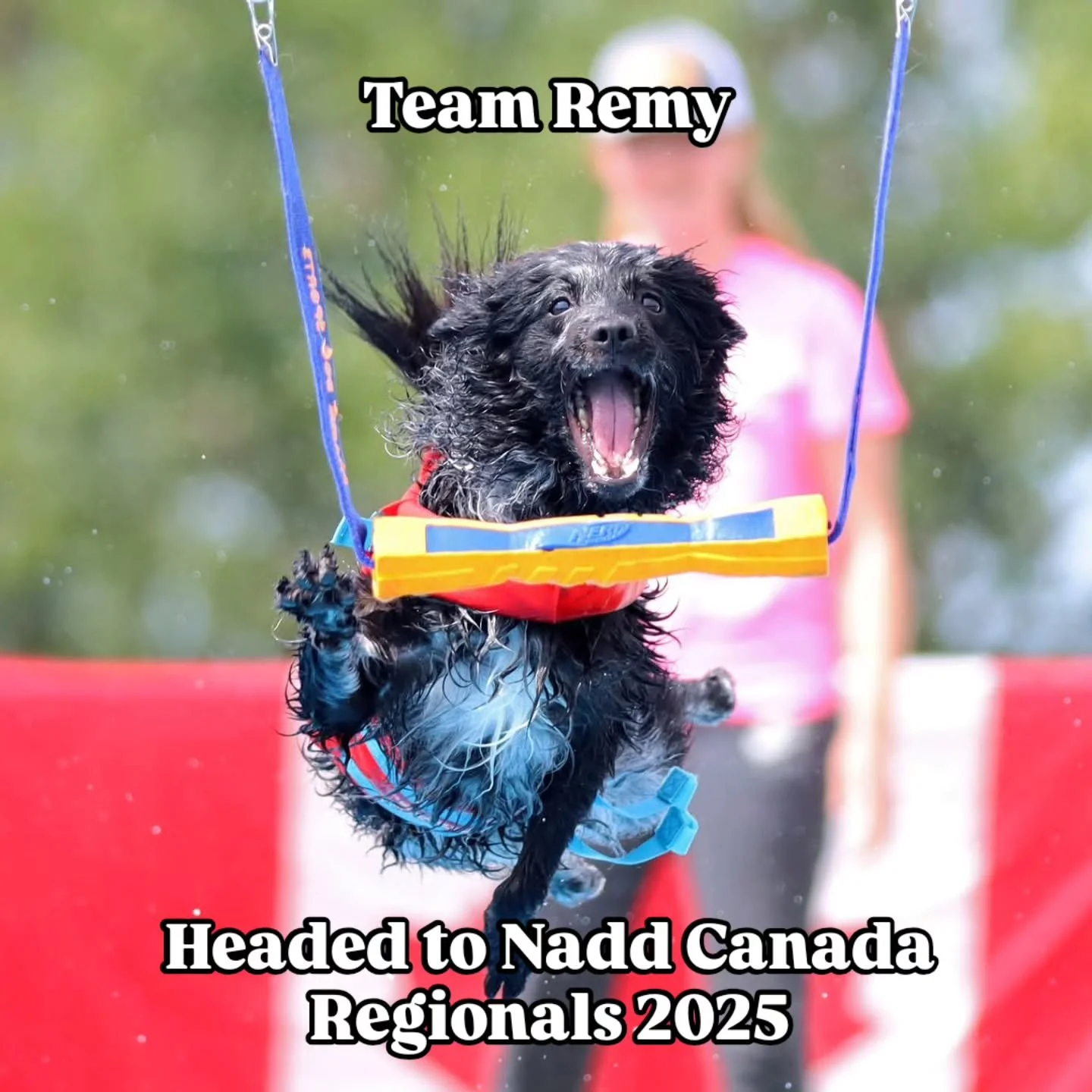 Team Remy is headed to NADD Regionals! Wish us luck! 

#remythemudi #mudisofinstagram #dockdivingdogsofinstagram #naddregionals #naddcanada #tinybutmighty #aspiremudikennel #iszkiririsetothechallengeremedius #bringthenoise