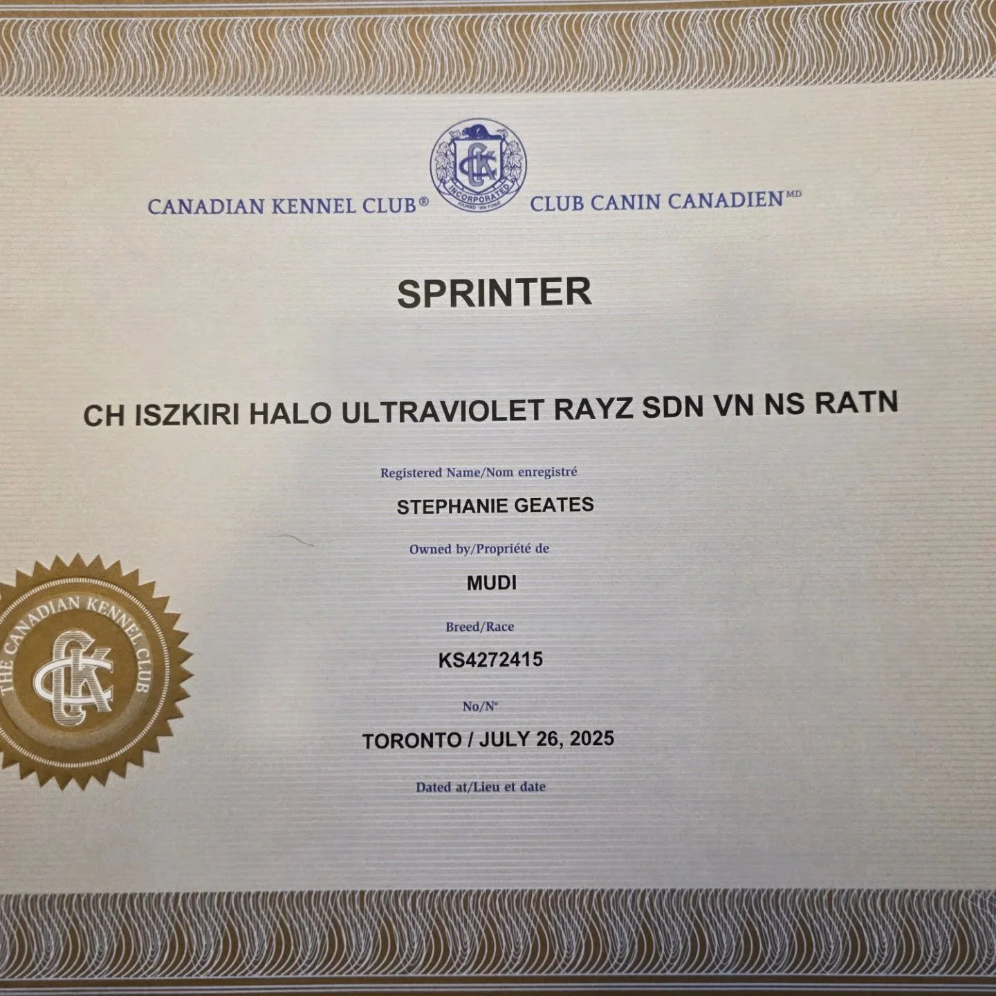 Violet and Remy got Mail!

Official CKC title certificates for Violet's Sprinter (500pts) and Remy's Advanced (1000 pts) and Excellent (1500pts) titles from July. Remy's a fast guy and racked up 500 pts in 9 runs. 

#remythemudi
#iszkiririsetothechal