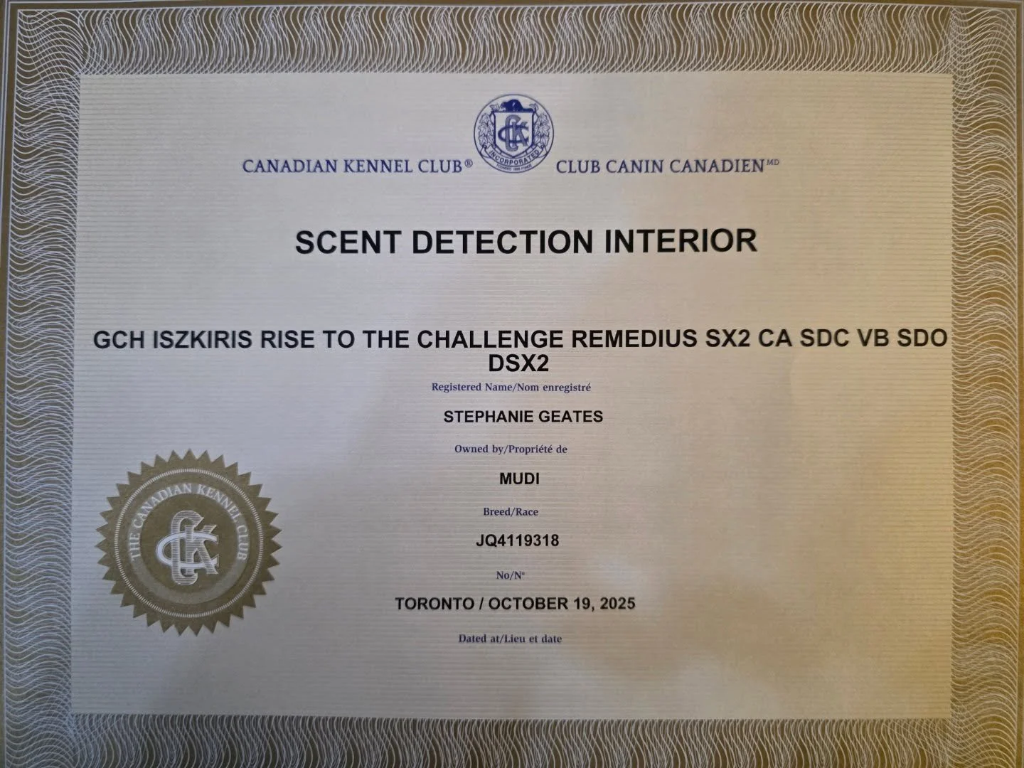 Remy got Mail! He earned his CKC Scent Detection Interior Title for completing all 4 levels of the Interior Component back in october.