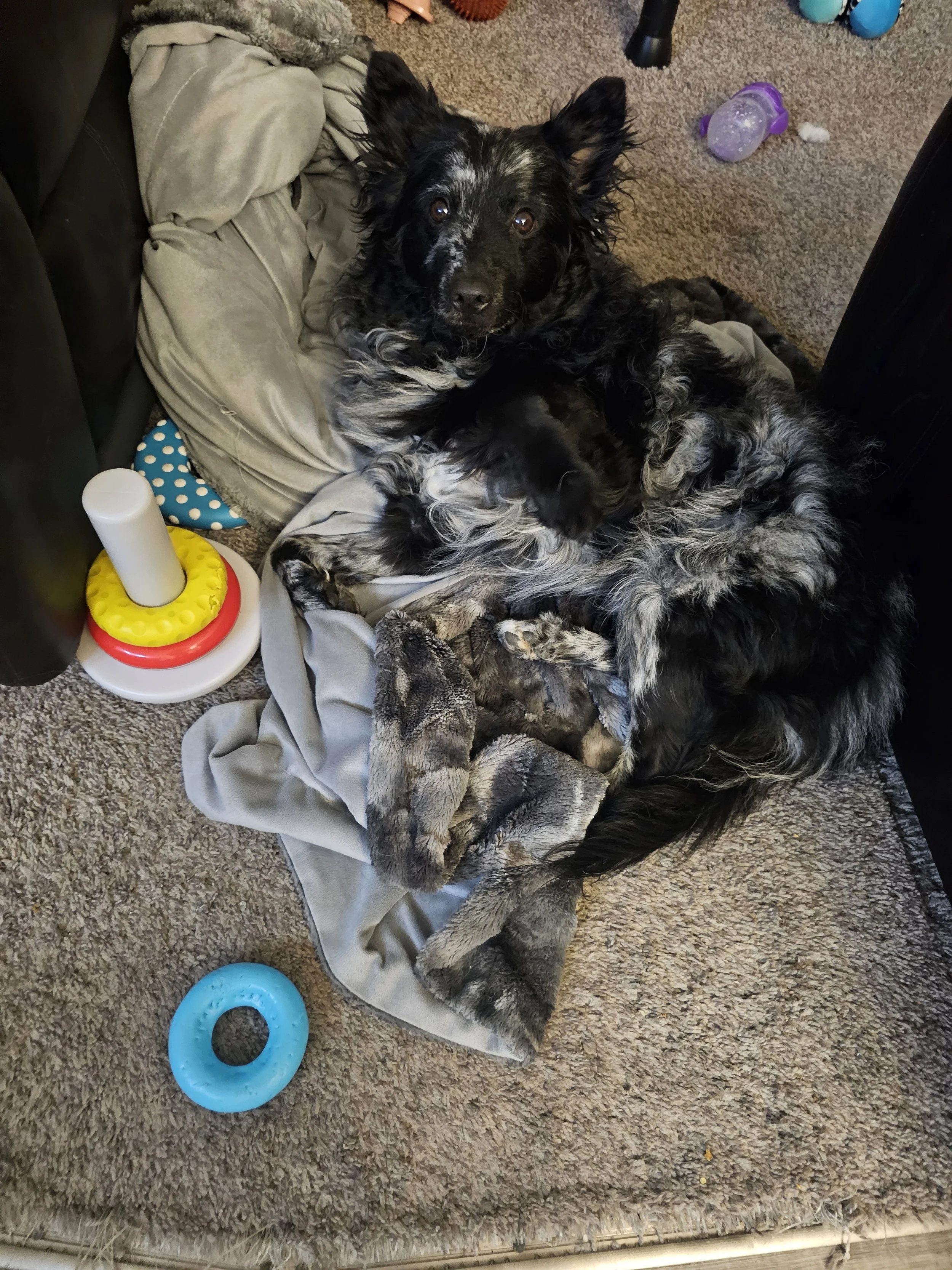 Remy thinks he can blend into this blanket!