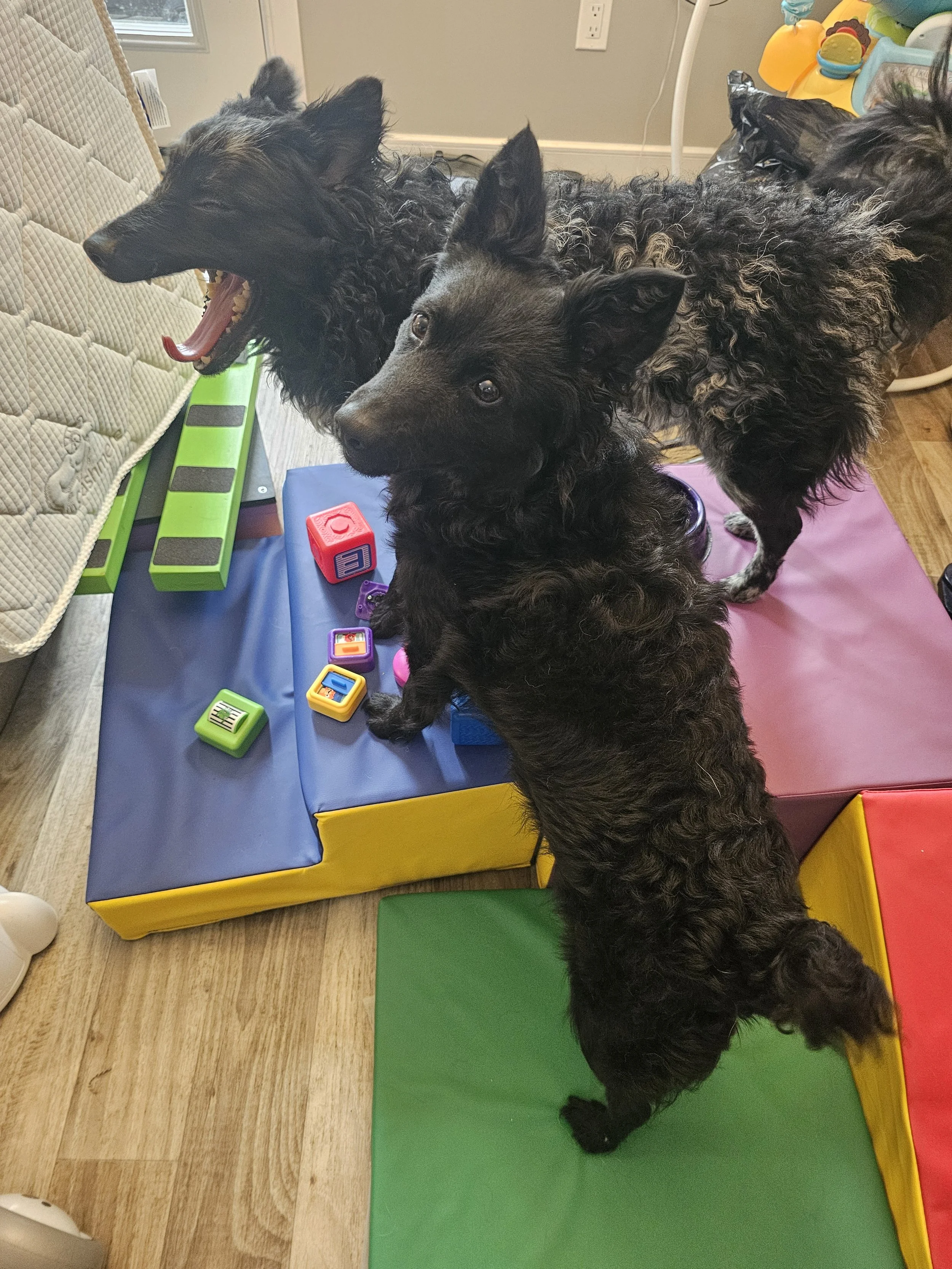 Toddler or dog toys?