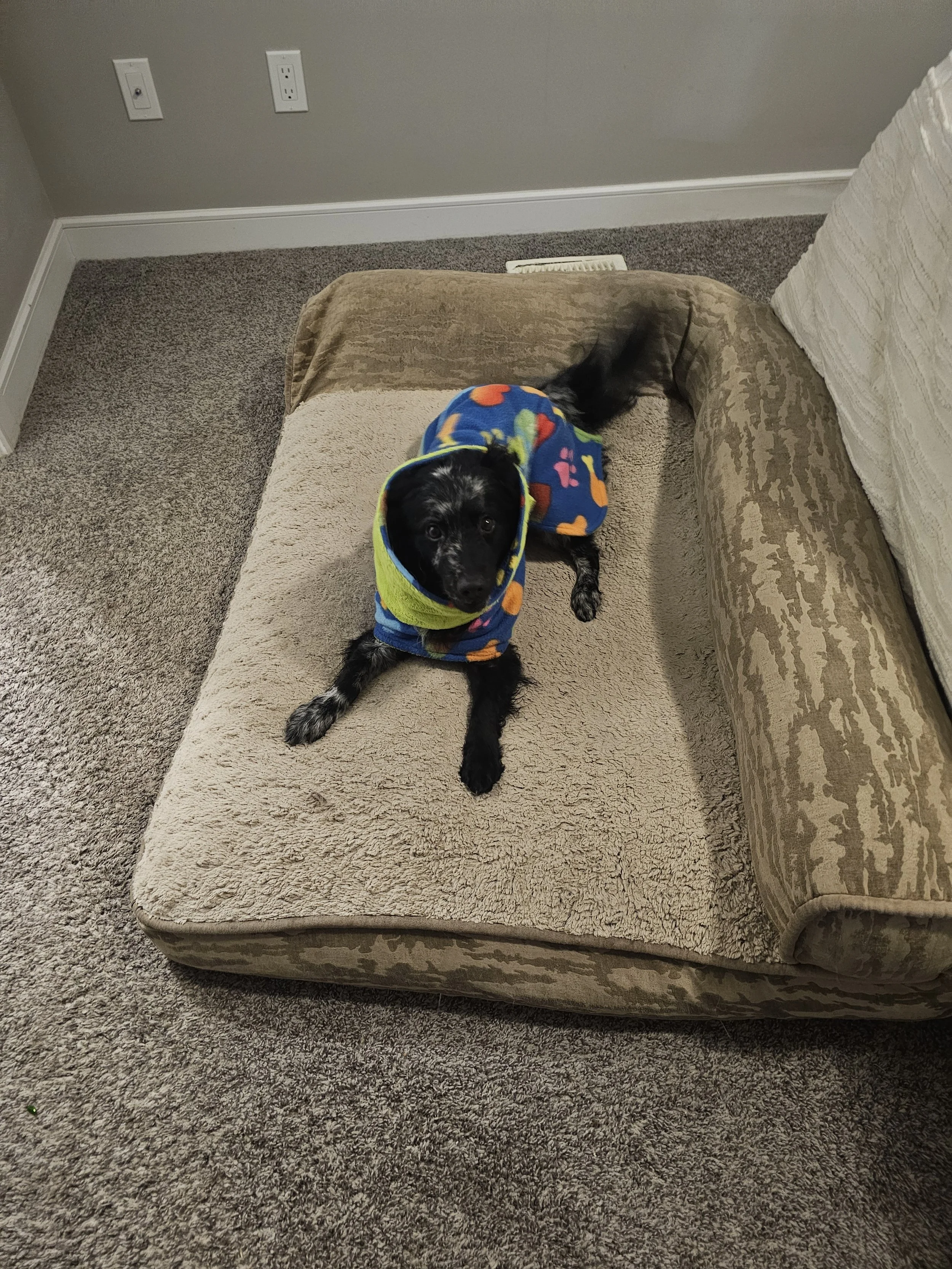 Zoomies!