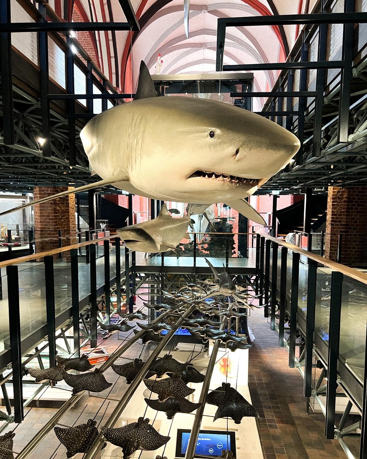Das Deutsche Meeresmuseum Stralsund hat am Mittwoch die Tore wieder f&uuml;r Besucher ge&ouml;ffnet.
Die Katharinenhalle ist auf drei Ausstellungsebenen wieder ge&ouml;ffnet. Die an die Ausstellung anschlie&szlig;enden Aquarien ben&ouml;tigen noch et