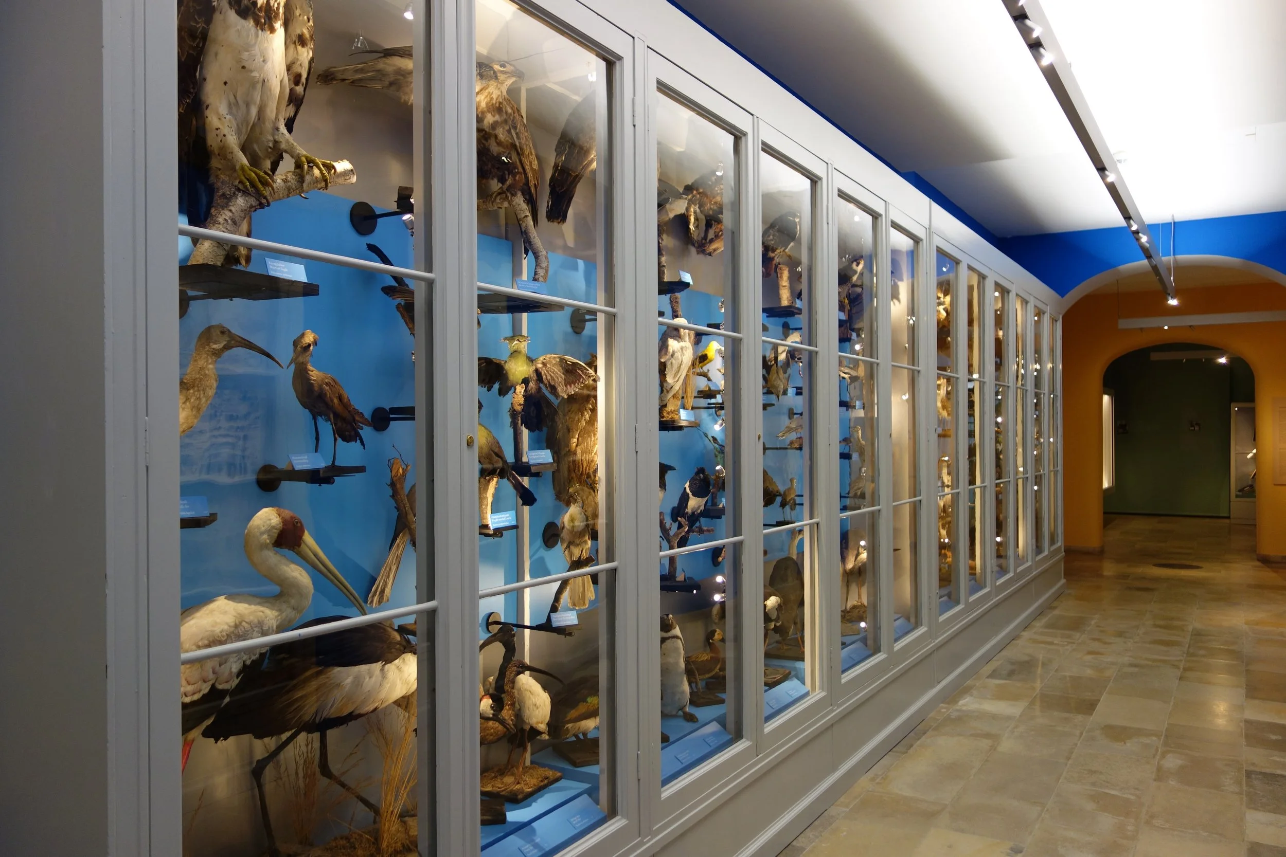Vitrinen mit ausgestopften Vögeln in einem Museum.