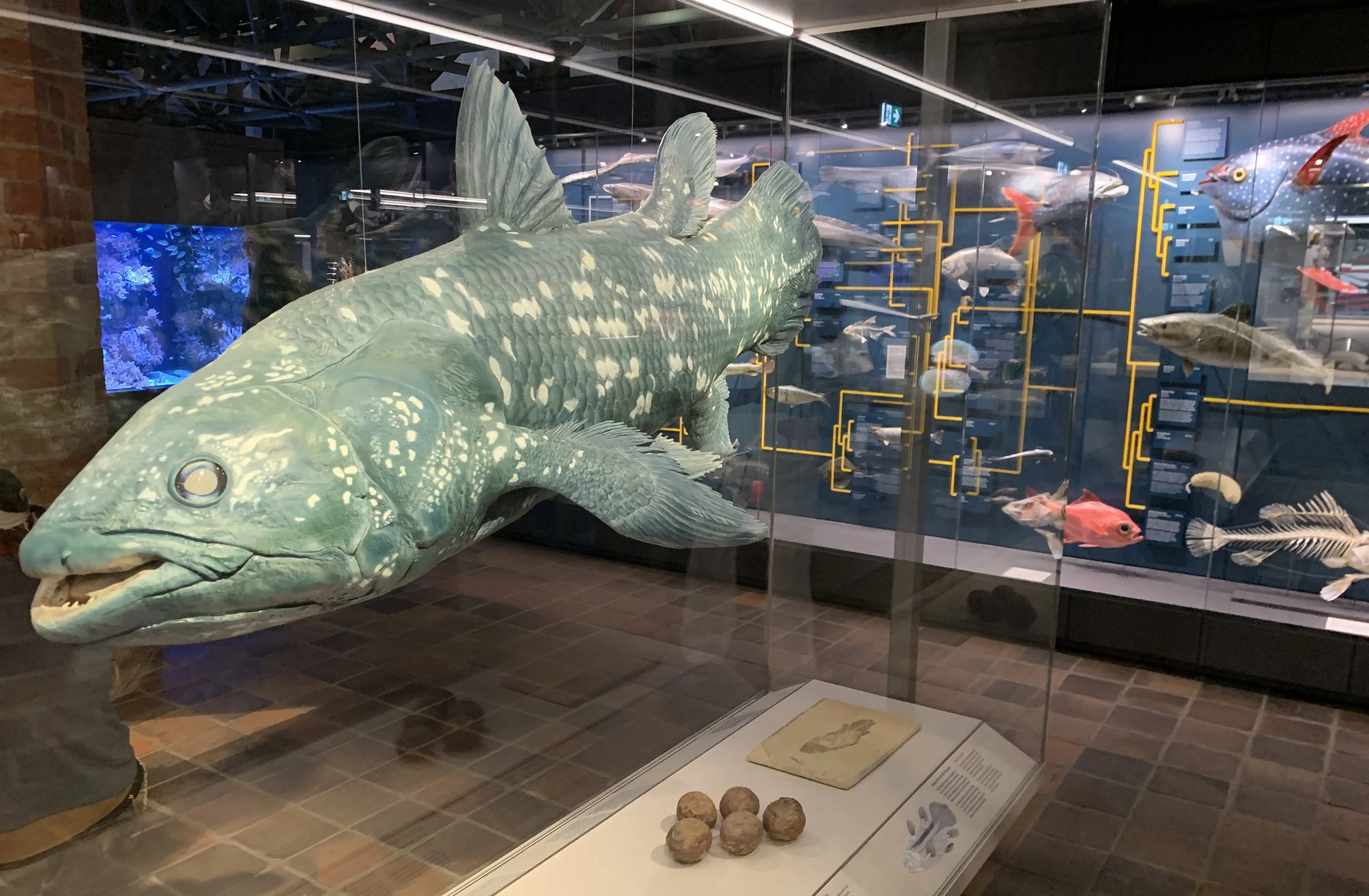 Nachbildung eines prähistorischen Fisches in einem Museum, umgeben von anderen Fisch-Exponaten.