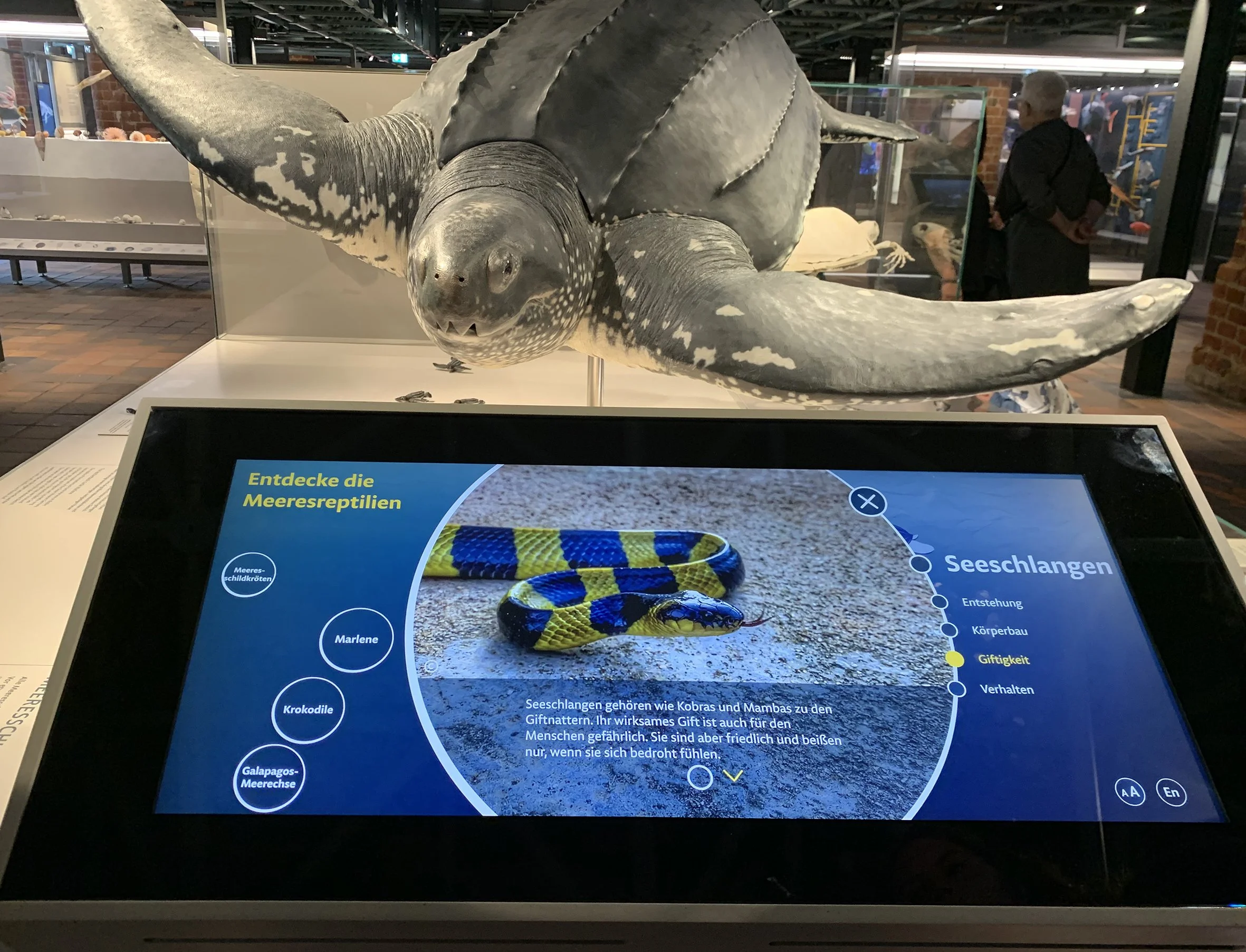 Ein ausgestopfter Meeresschildkröte im Hintergrund und ein Touchscreen mit Informationen über Seeungeheuer im Vordergrund.