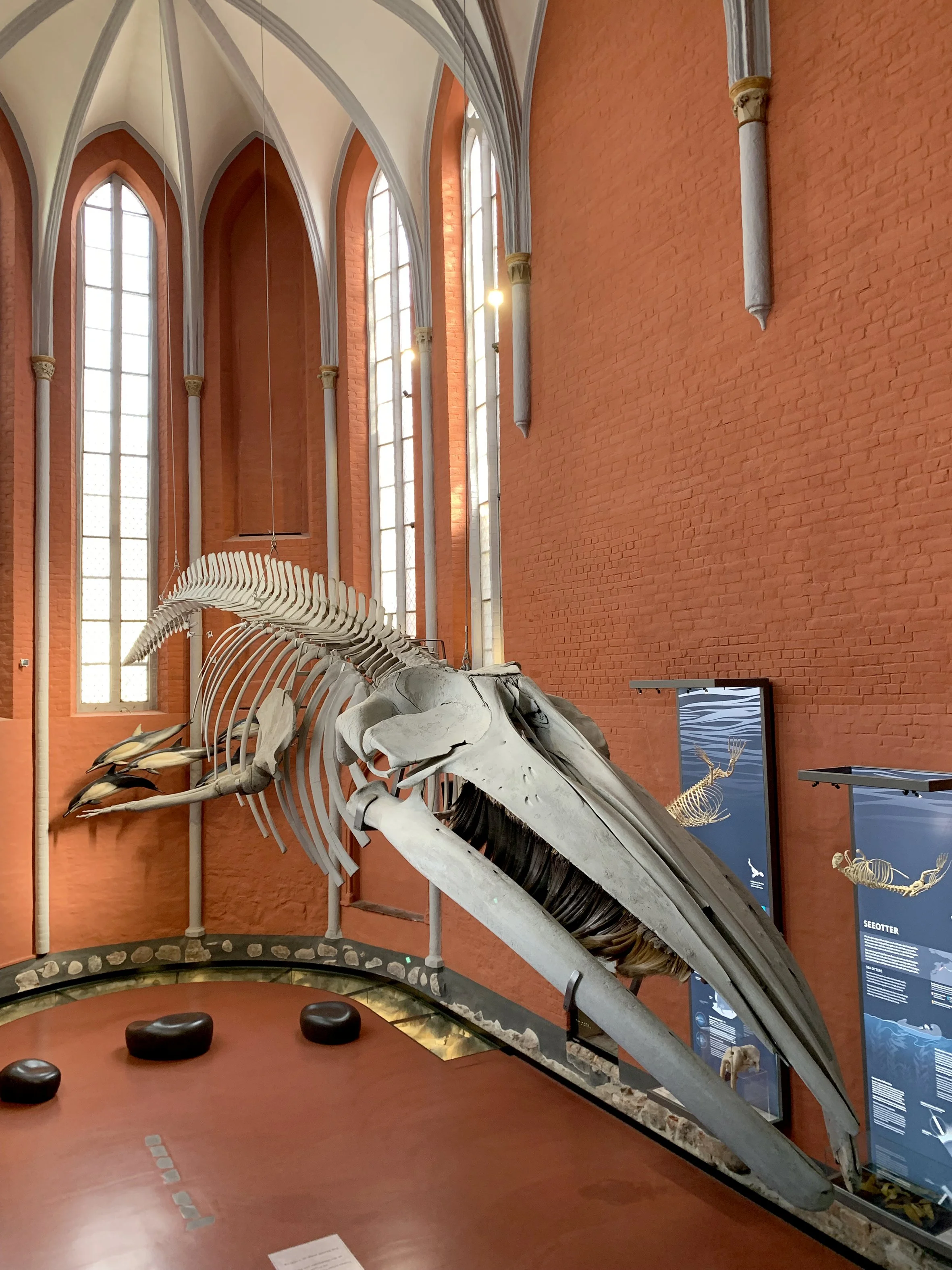 Skelett eines Wals in einem Museum, mit Informationstafeln im Hintergrund und einem roten Backsteinwand