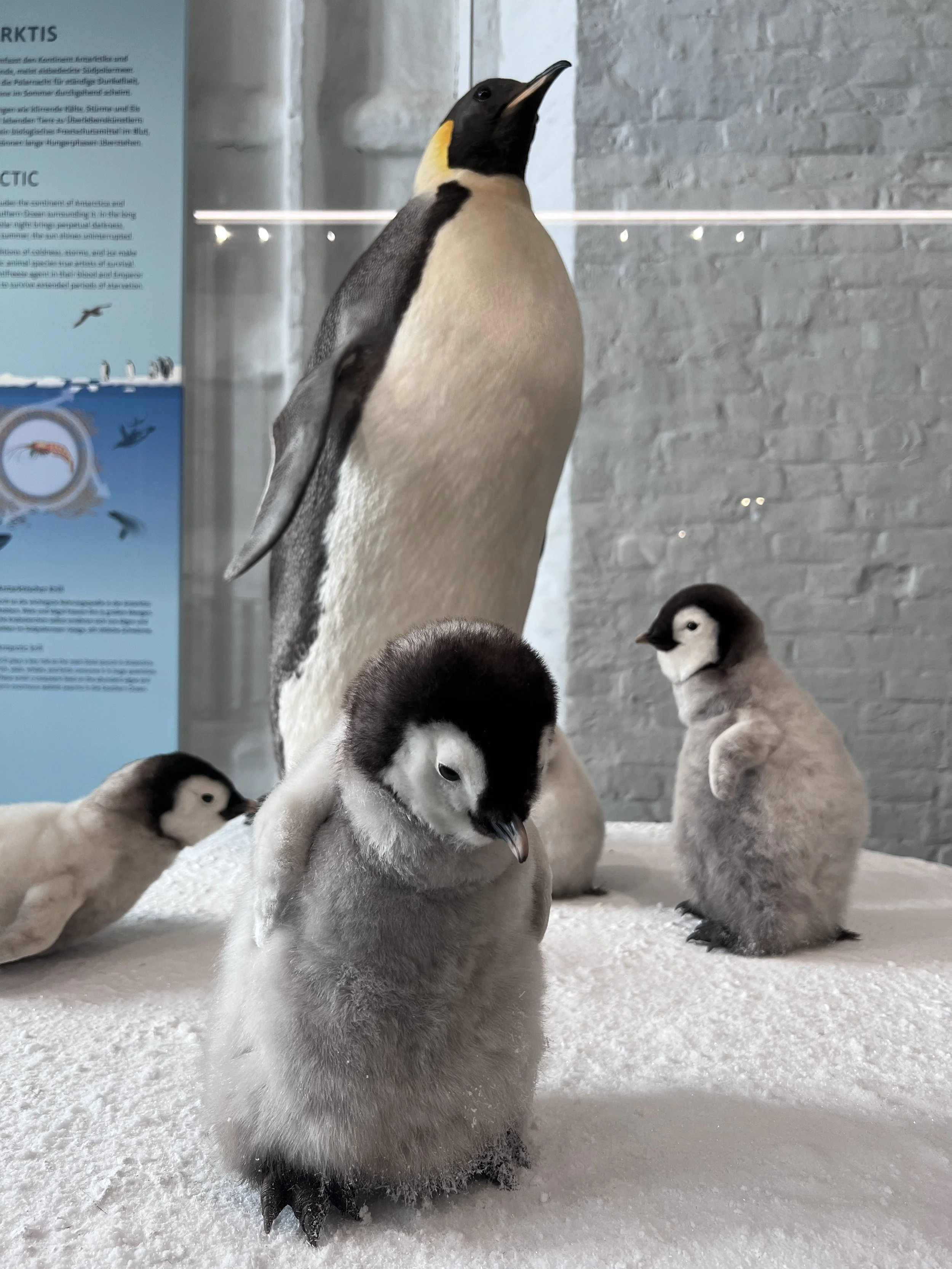 Pinguin mit Nachwuchs in einer Ausstellung, mit einer großen Pinguinfigur im Hintergrund und Informationsschild an der Wand