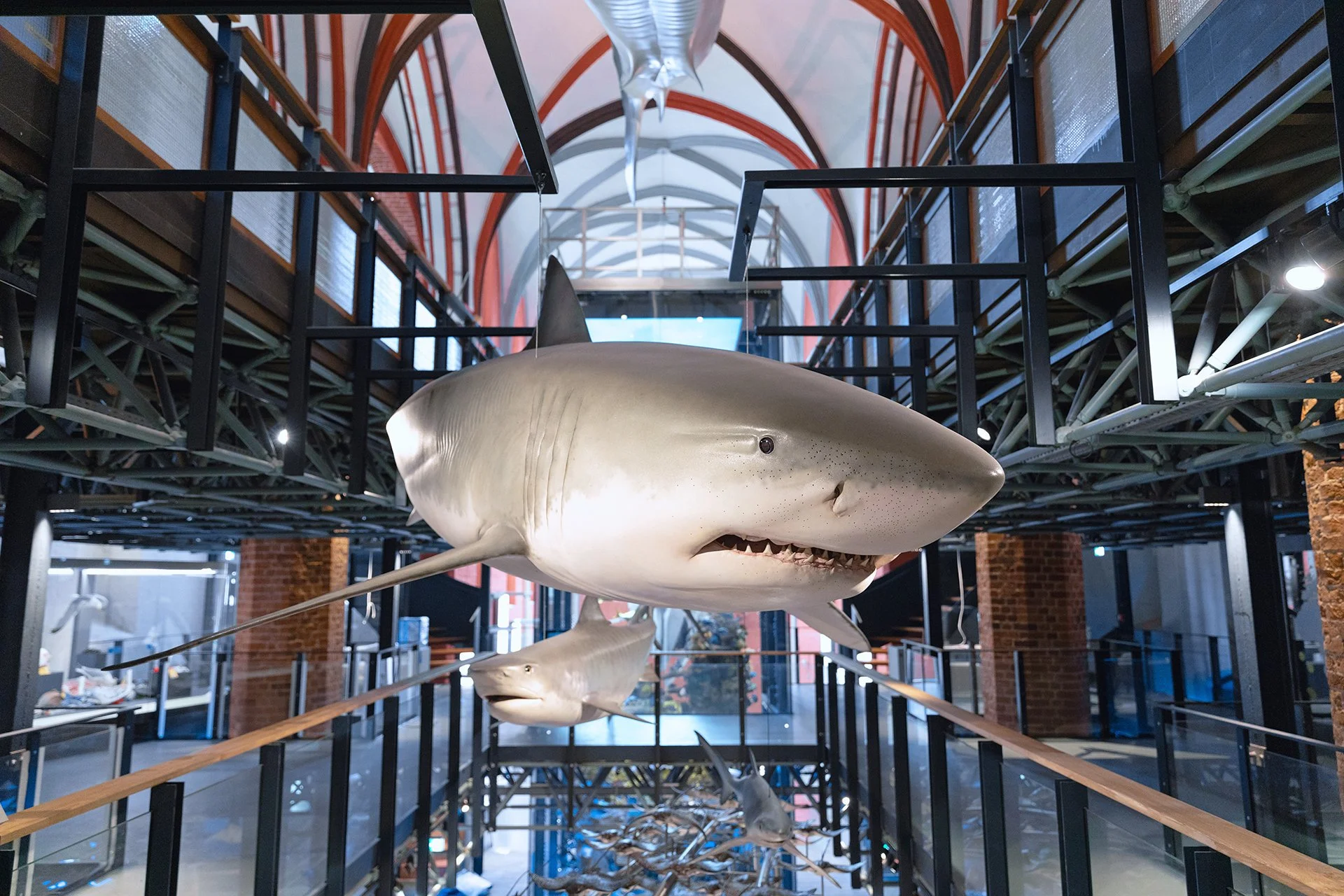 Skelette von Haien in einem Museum, die an Drähten in der Luft hängen.