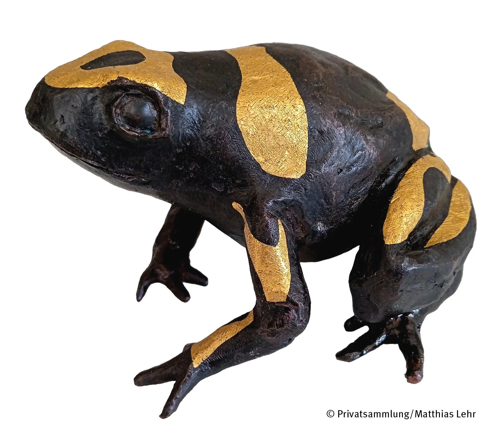 Schwarzer Frosch mit goldenen Akzenten auf Rücken, Beinen und Kopf, vor hellem Hintergrund.