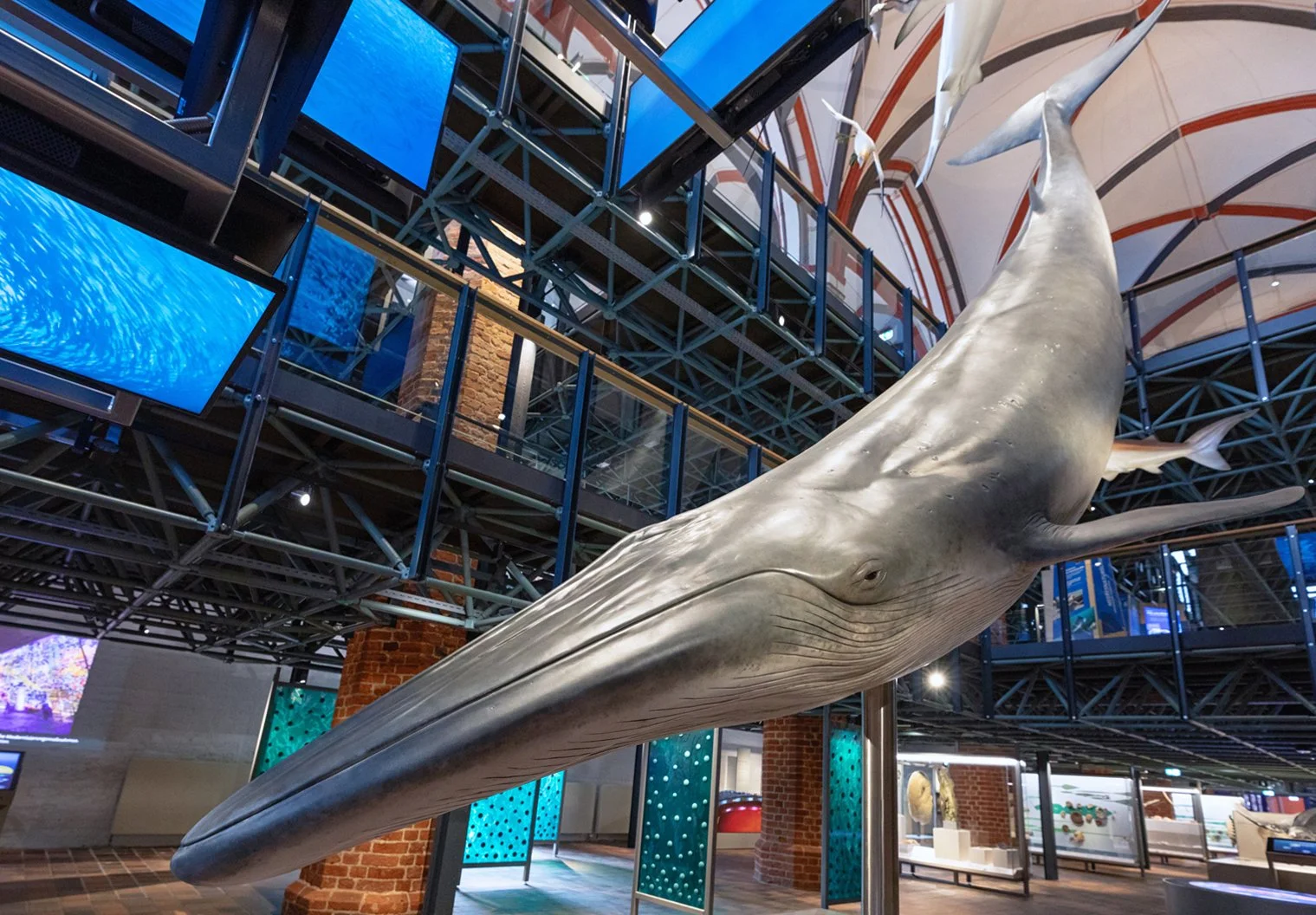 Großes Skelett eines Bartenwals im Museum, schwebend an der Decke, umgeben von Ausstellungsstücken und Monitoren.