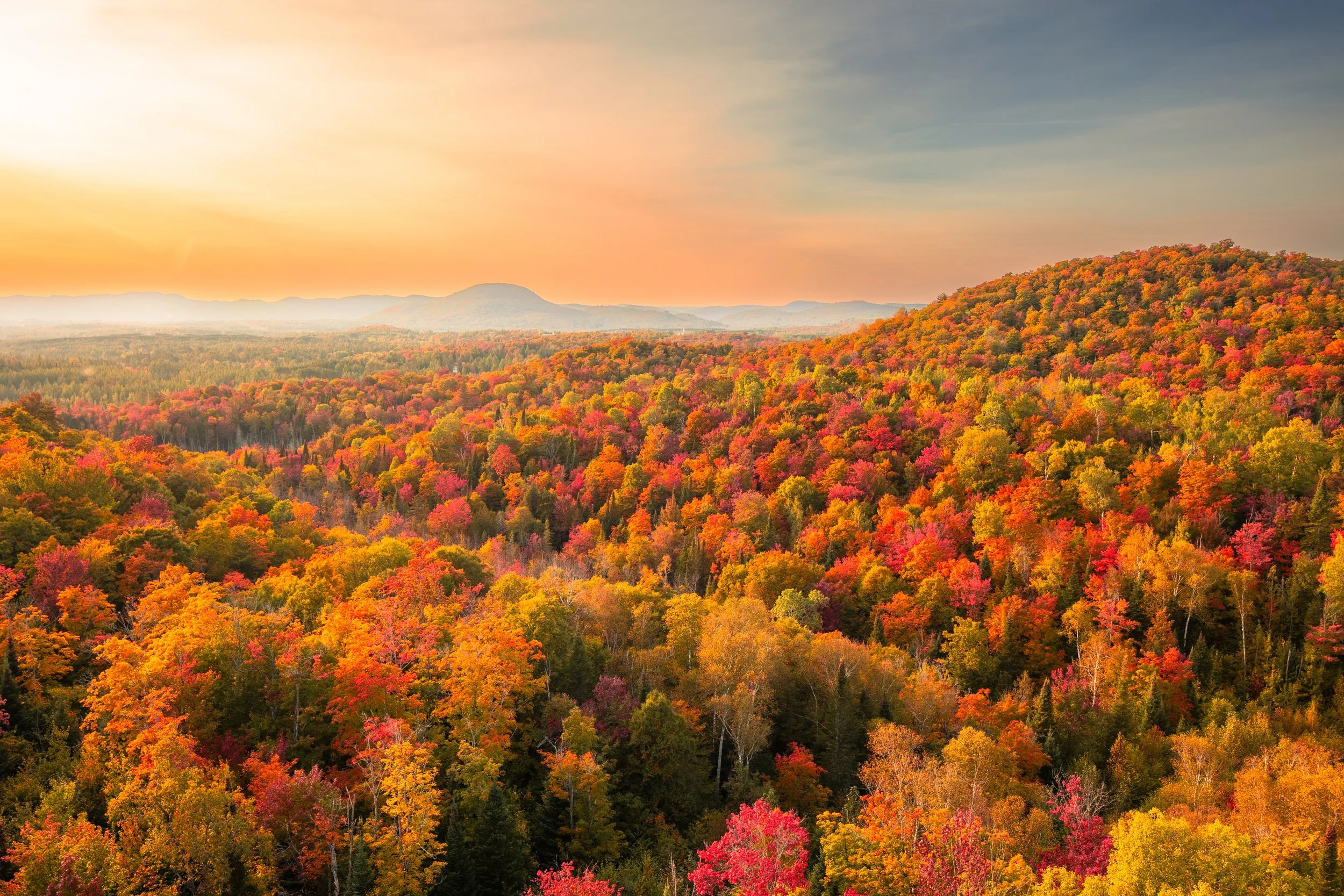 Want a stable future? Then we need resilient forests.