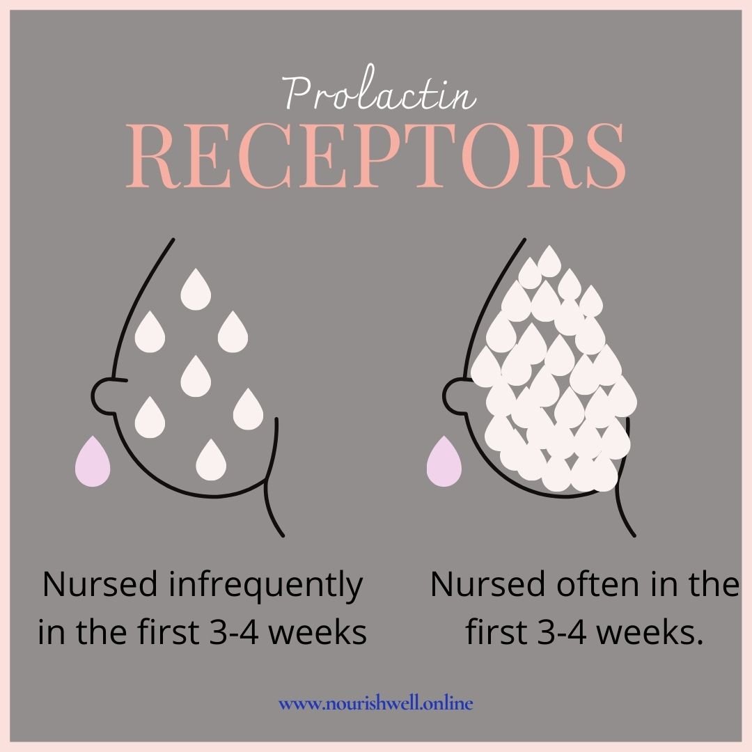 Each time we nurse in the first 3-4 weeks after birth, we lay down more prolactin receptors in the breast. More receptors help us to make more milk. It is so important to nurse often in the early weeks to establish a robust supply and to meet your br