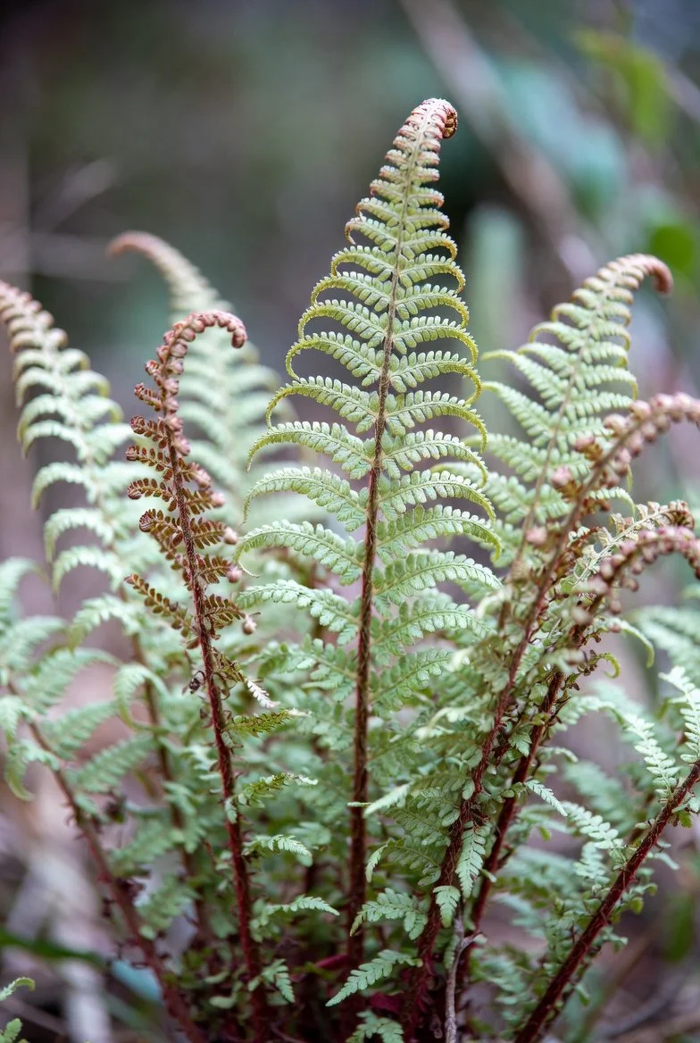 Athyrium angustum 'Lady in Red' / LADY IN RED FERN