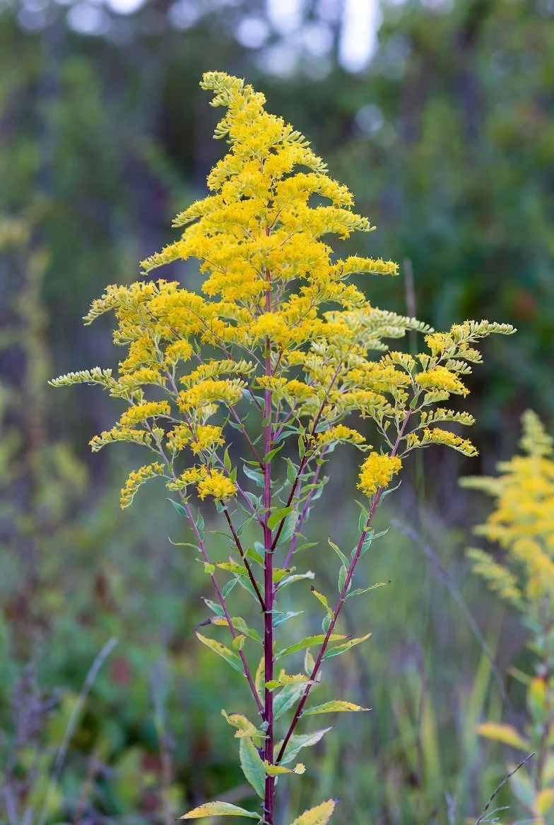 Solidago speciosa  SHOWY GOLDENROD.jpg