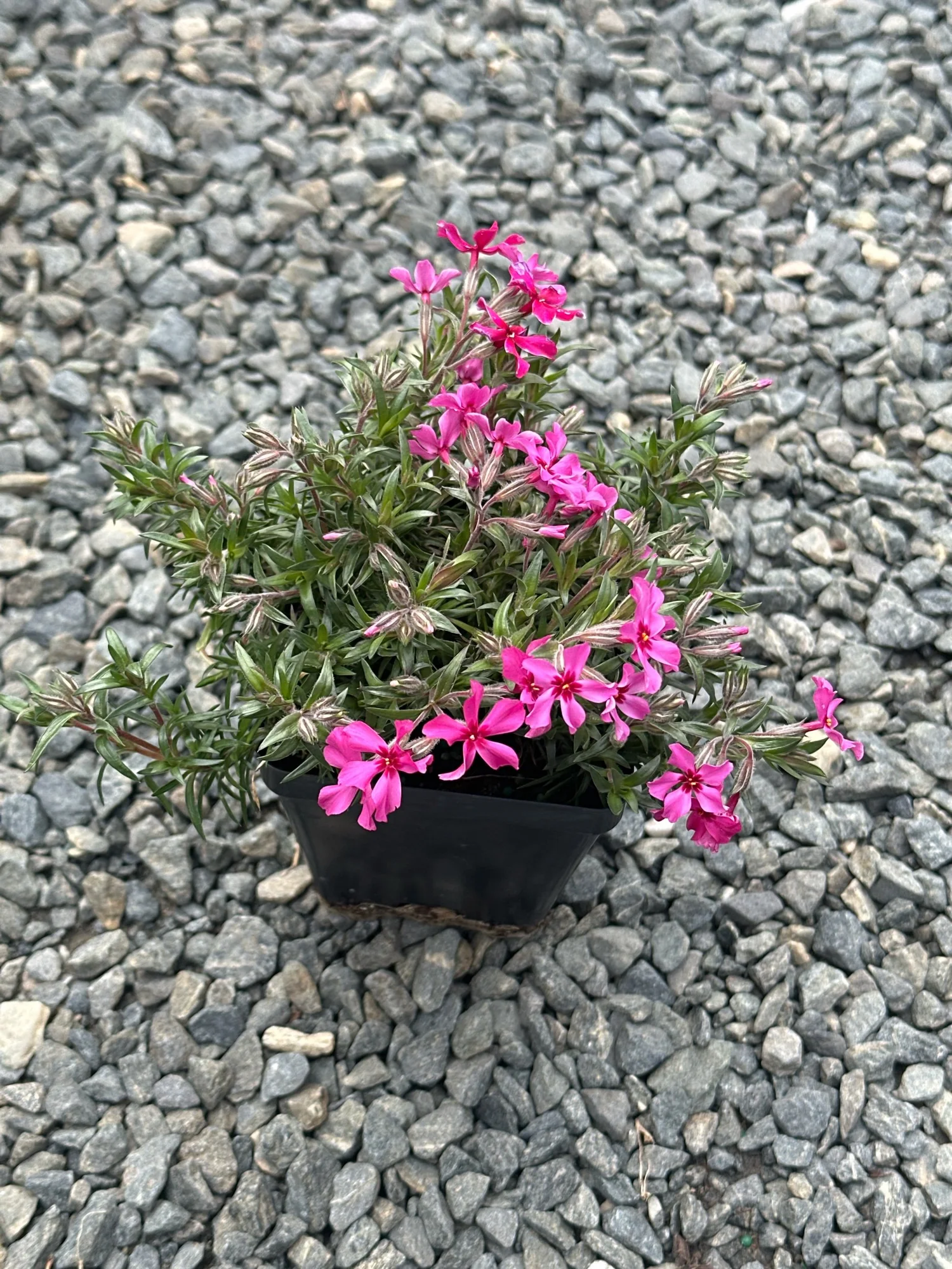 Phlox subulata 'Scarlet Flame' / CREEPING PHLOX — Franks Perennial