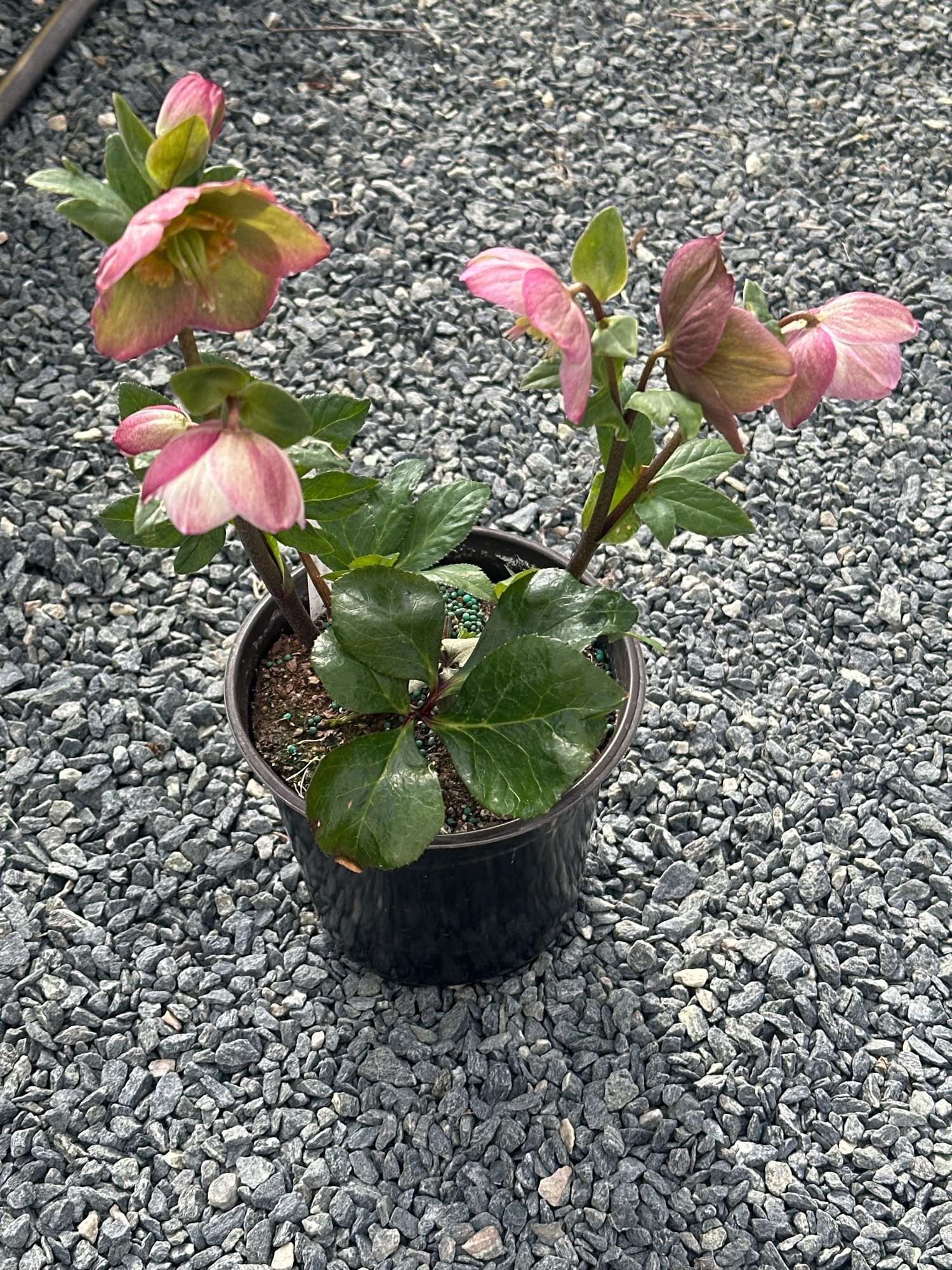 Helleborus HGC Ice N' Roses 'Rosetta' / LENTEN ROSE — Franks