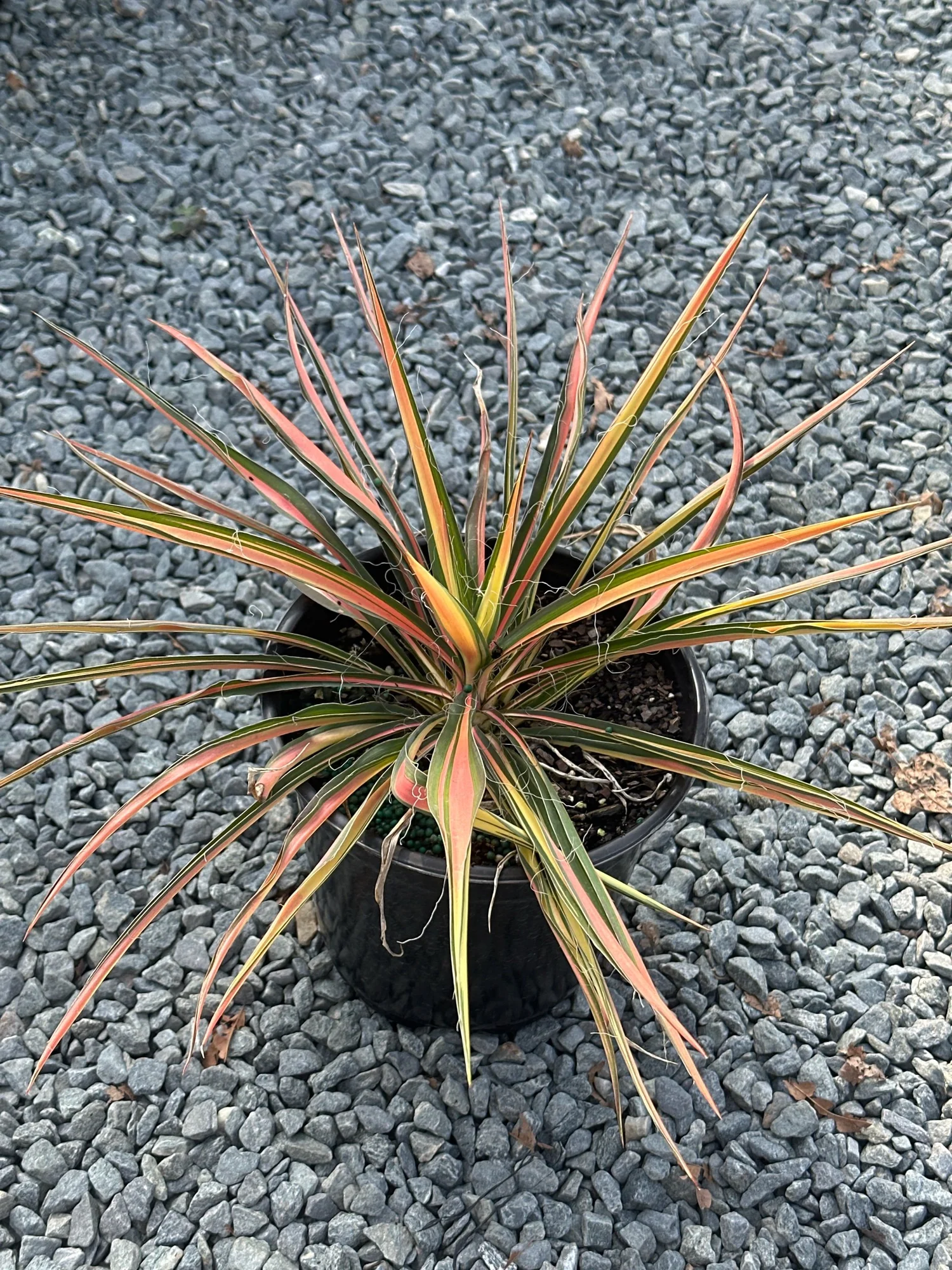 Yucca filamentosa 'Color Guard' / VARIEGATED ADAM'S NEEDLE