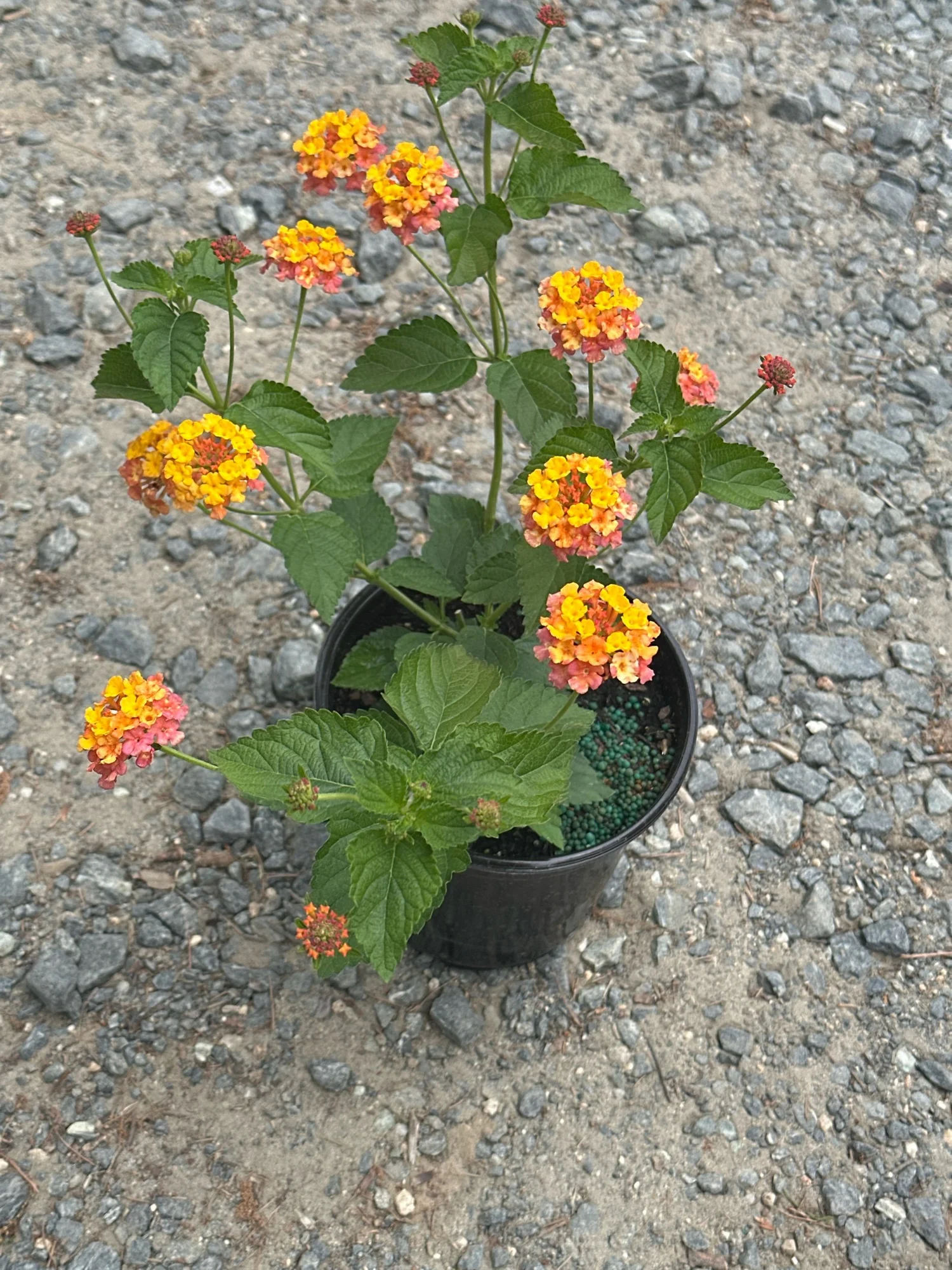 Lantana camara 'Miss Huff' / HARDY LANTANA  Franks Perennial Border
