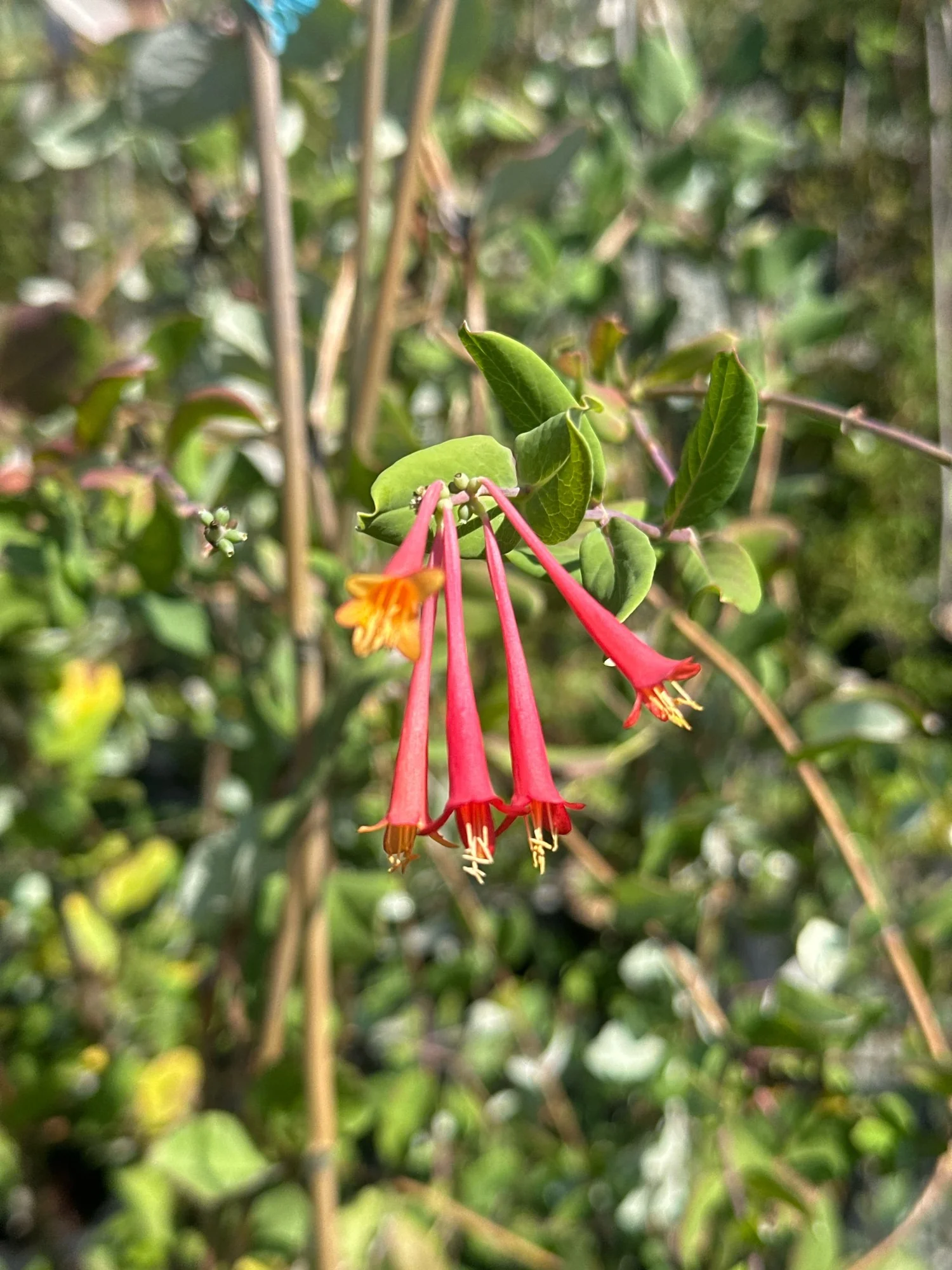 Lonicera sempervirens 'Major Wheeler' / HONEYSUCKLE  Franks Perennial  Border