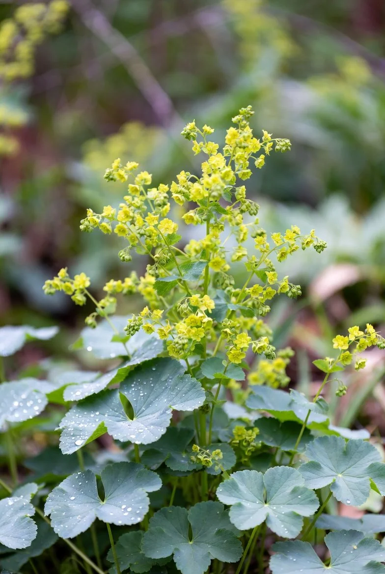 Alchemilla mollis 'Thriller' / LADY'S MANTLE