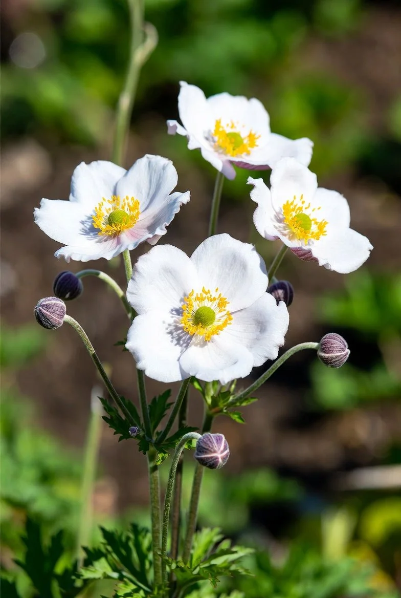 Anemone x 'Honorine Jobert' / WINDFLOWER
