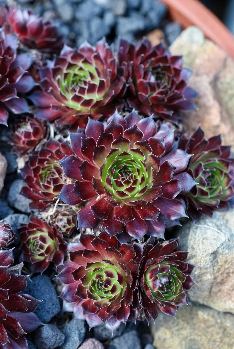 Sempervivum 'Commander Hay'.jpg