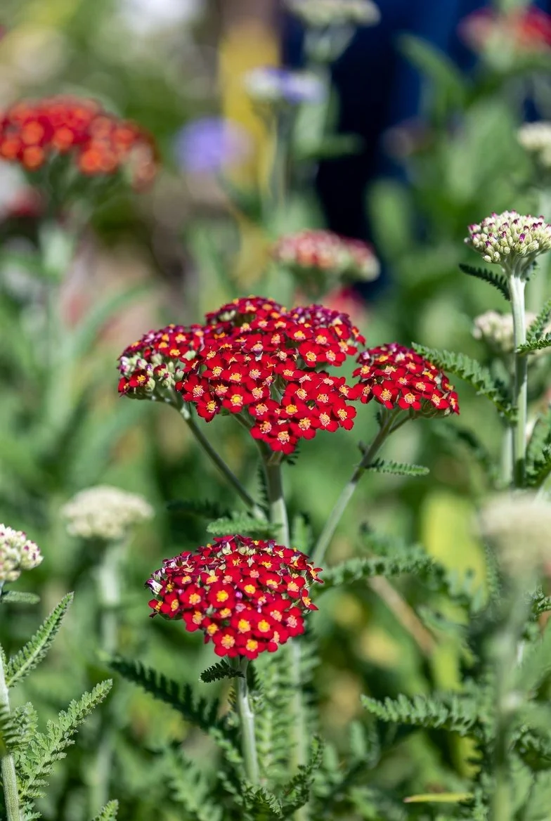 Achillea millefolium 'New Vintage Red' / YARROW