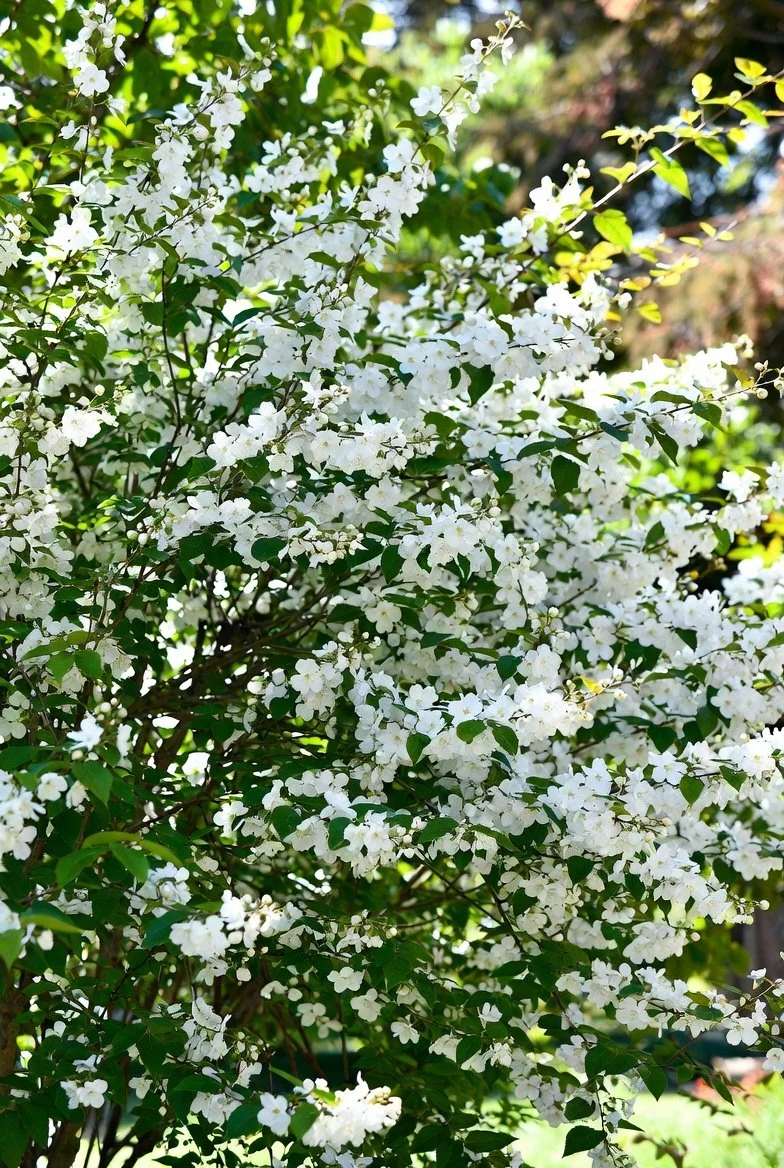 Philadelphus  MOCK ORANGE.jpg
