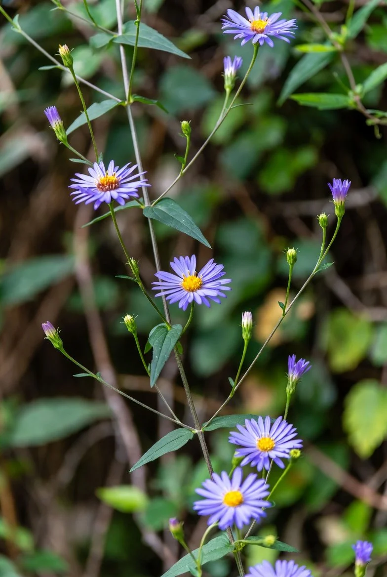 Ampelaster carolinianus / CLIMBING ASTER