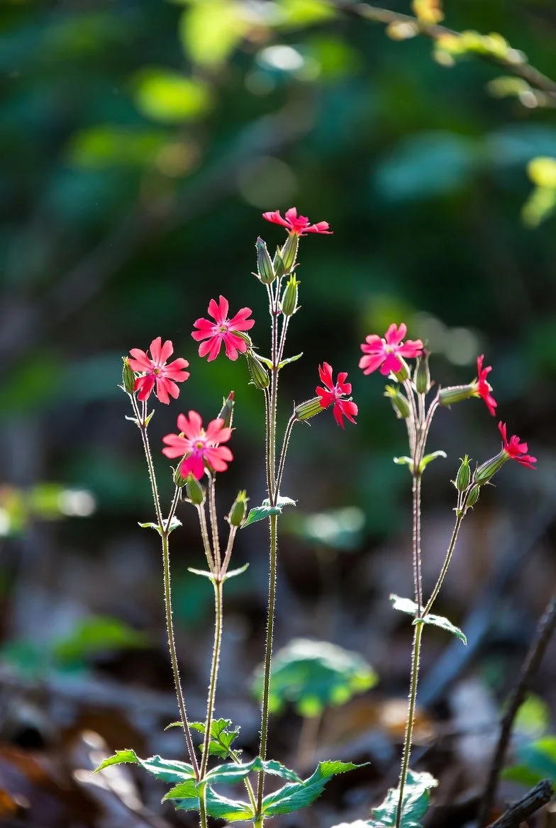 Silene virginicus  FIRE PINK.jpg