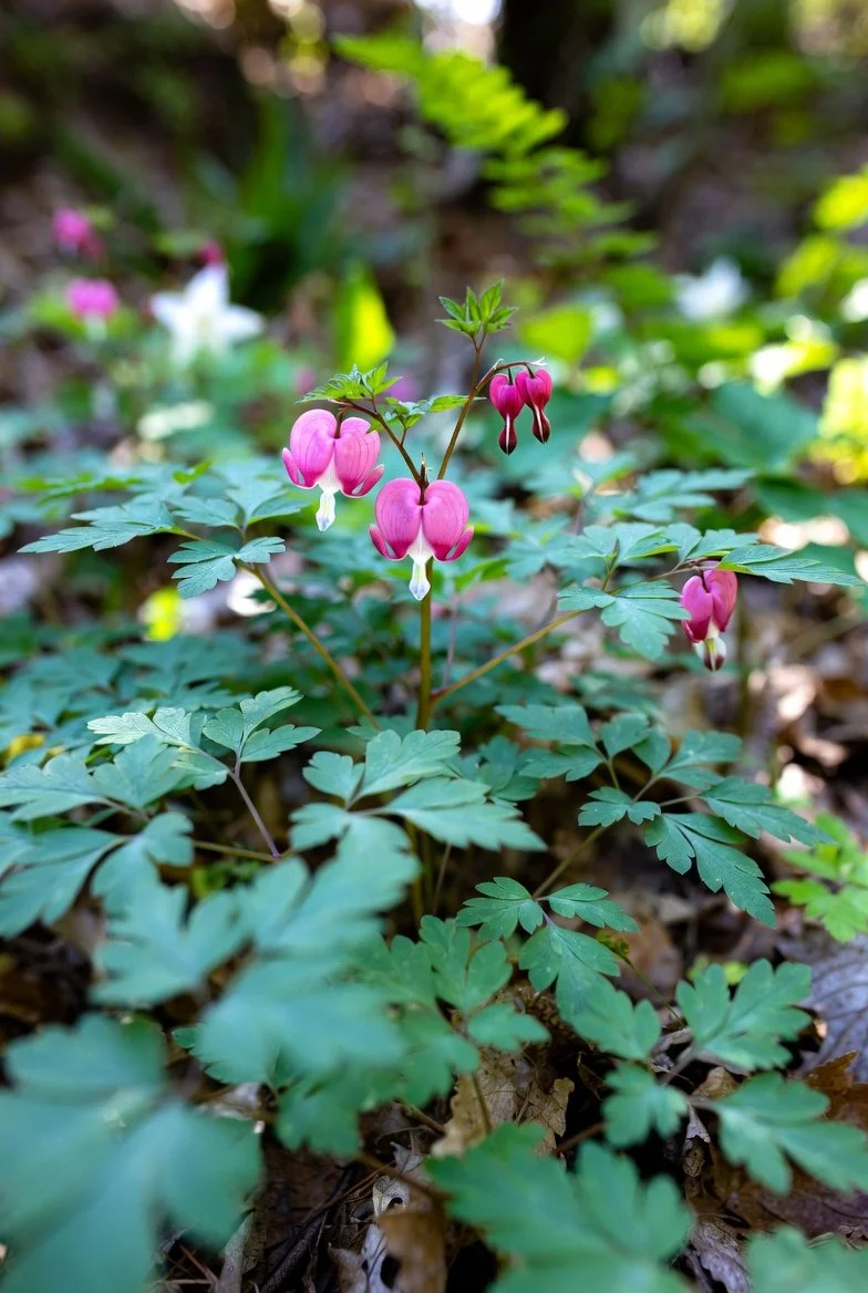 Dicentra x 'King of Hearts' / FERN-LEAVED BLEEDING HEART