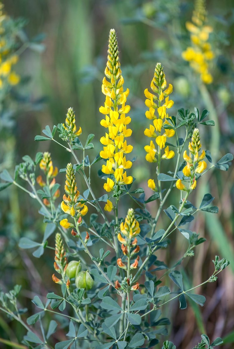 Baptisia sphaerocarpa / YELLOW WILD INDGO