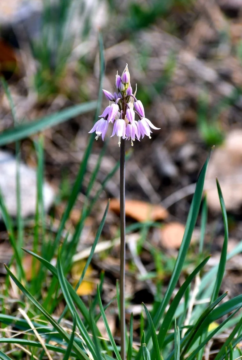 Allium cernuum  NODDING ONION.jpg