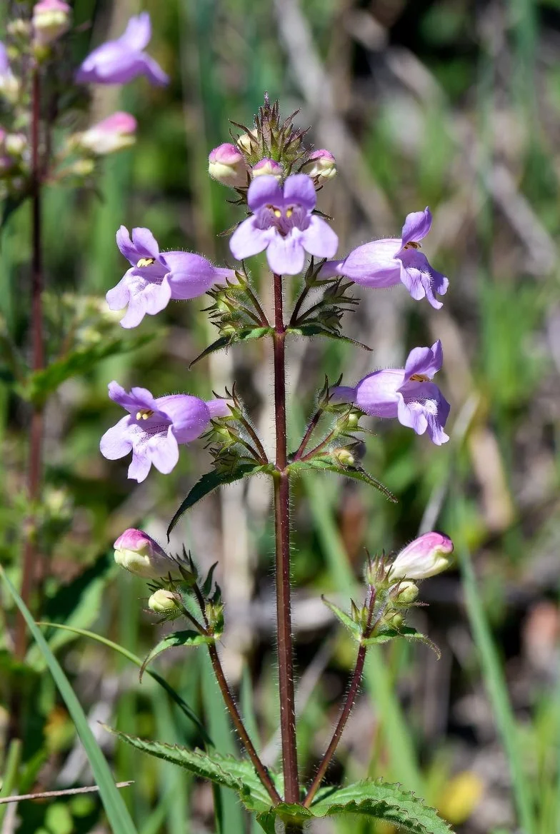 Penstemon hirsutus / HAIRY BEARDTONGUE