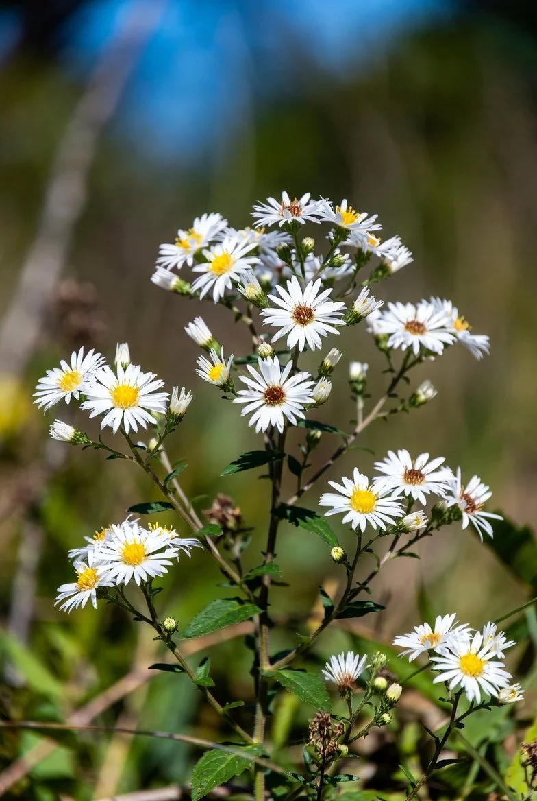 Aster (Eurybia) divaricata / WHITE WOOD ASTER