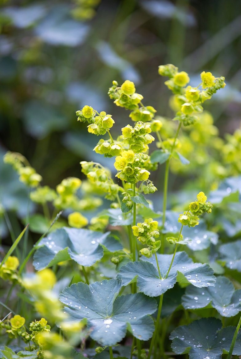 Alchemilla mollis 'Auslese' / LADY'S MANTLE