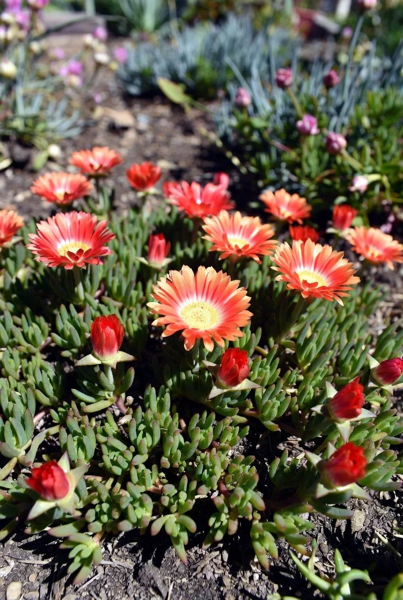 Delosperma Jewel of Desert 'Grenade' / ICE PLANT