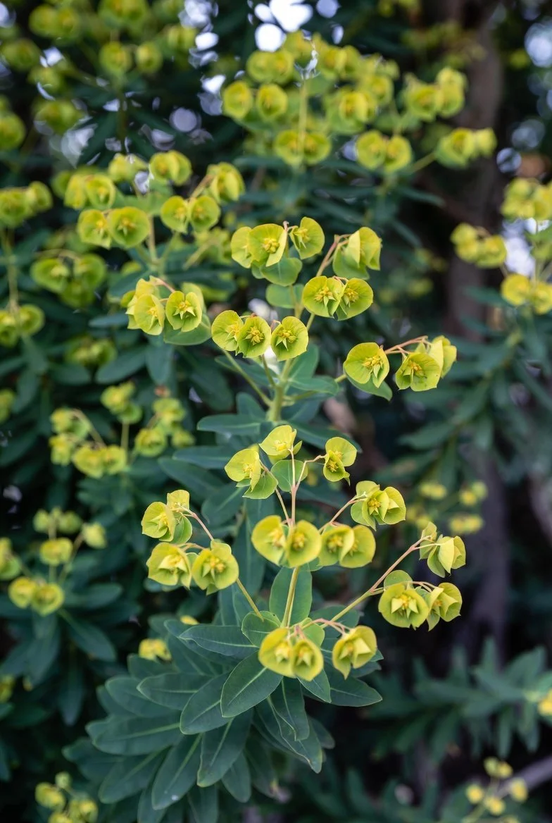 Euphorbia 'Robbiae' / SPURGE