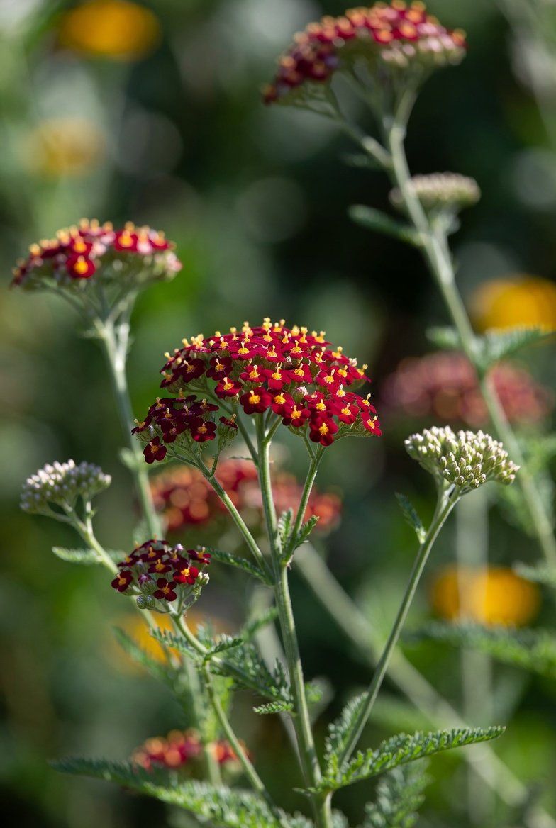 Achillea millefolium 'Strawberry Seduction' / YARROW