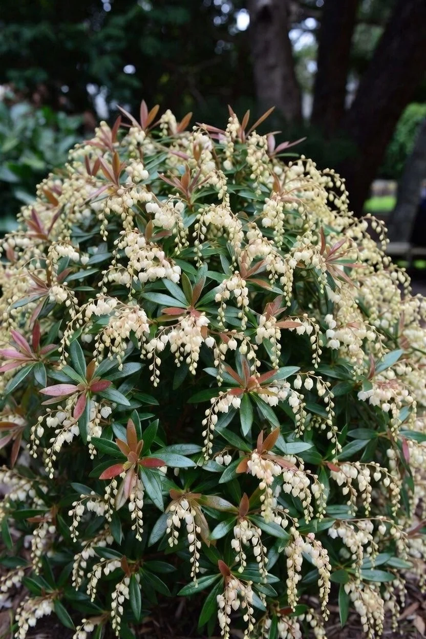 Pieris japonica 'Cavatine'  DWARF JAPANESE ANDROMEDA.jpg