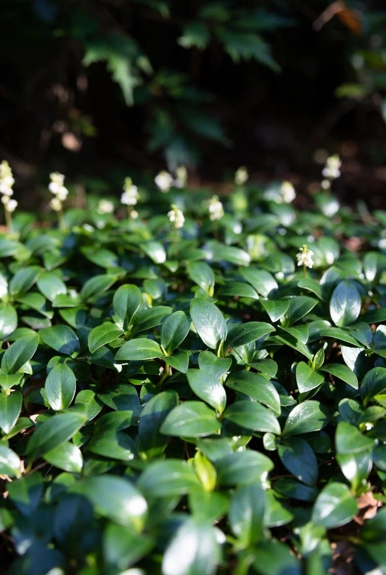 Pachysandra terminalis 'Green Sheen'  JAPANESE SPURGE.jpg