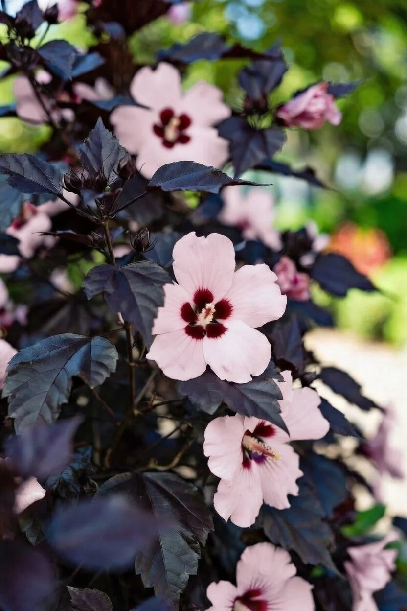 Hibiscus moscheutos 'Starry Starry Night' / ROSE MALLOW